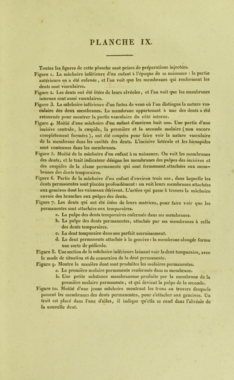 Toutes les figures de cette planche sout prises de preparations injectees. Figure I. La machoire inferieure d’uu enfant a I’epoqne de sa naissance : la partie anterienre en a ete enlev^e, et I’on voit que les membranes qui renfermeut les dents sont vasculaires. Figure 2. Les dents out ete otees de leurs alveoles, et I’on voit que les membranes internes sont aussi vasculaires. Figure 3. La m&choire inferieure d’un foetus de veau ou I'on distingue la nature vas- culaire des deux membranes. La membrane appartenant a une des dents a ete retournee pour montrer la partie vasculaire du cote interne. Figure 4. Moitie d’une machoire d’un enfant d’environ huit ans. Une partie d’une incisive centrale, la cnspide, la premiere et la seconde molaire (non encore completement formees), ont ete coupees pour faire voir la nature vasculaire de la membrane dans les cavites des dents. L’incisive laterale et les bicuspides sont contenues dans les membranes. Figure 5. Moitie de la machoire d’un enfant a sa naissance. On voit les membranes des dents, et le trait indicateur designe les membranes des pulpes des incisives et des cuspides de la classe permanente qui sont f'ermement attachees aux mem- branes des dents temporaires. Figure 6. Partie de la machoire d’un enfant d’environ trois ans, dans laquelle les dents permanentes sont placees profondement: on voit leurs membranes attachees aux gencives dont les vaisseaux derivent. L’artere qui passe a travers la machoire envoie des branches aux pulpes des dents. Figure 7. Les dents qui ont ete otees de leurs matrices, pour faire voir que les permanentes sont attachees aux temporaires. a. La pulpe des dents temporaires enfermee dans ses membranes. b. La pulpe des dents permanentes, attach^e par ses membranes a celle des dents temporaires. c. La dent temporaire dans son parfalt accrolssemeut. d. La dent permanente attachee a la gencive: la membrane alongee forme une sorte de pedicule. Figure 8. Une section de la machoire inferieure laissant voir la dent temporaire, avec le mode de situation et de connexion de la dent permanente. Figure 9. Montre la maniere dont sont prodnites les molaires permanentes. a. La premiere molaire permanente renfermee dans sa membrane. b. Une petite substance membraneuse produlte par la membrane de la premiere molaire permanente, et qui devient la pulpe de la seconde. Figure 10. Moitie d’une jeune machoire montranl les trous au travers desquels passent les membranes des dents permanentes, pour s’attacher aux gencives. Un trait est place dans I’une d’elles, il indique qu’elle se rend dans I’alveole de la nouvelle dent.