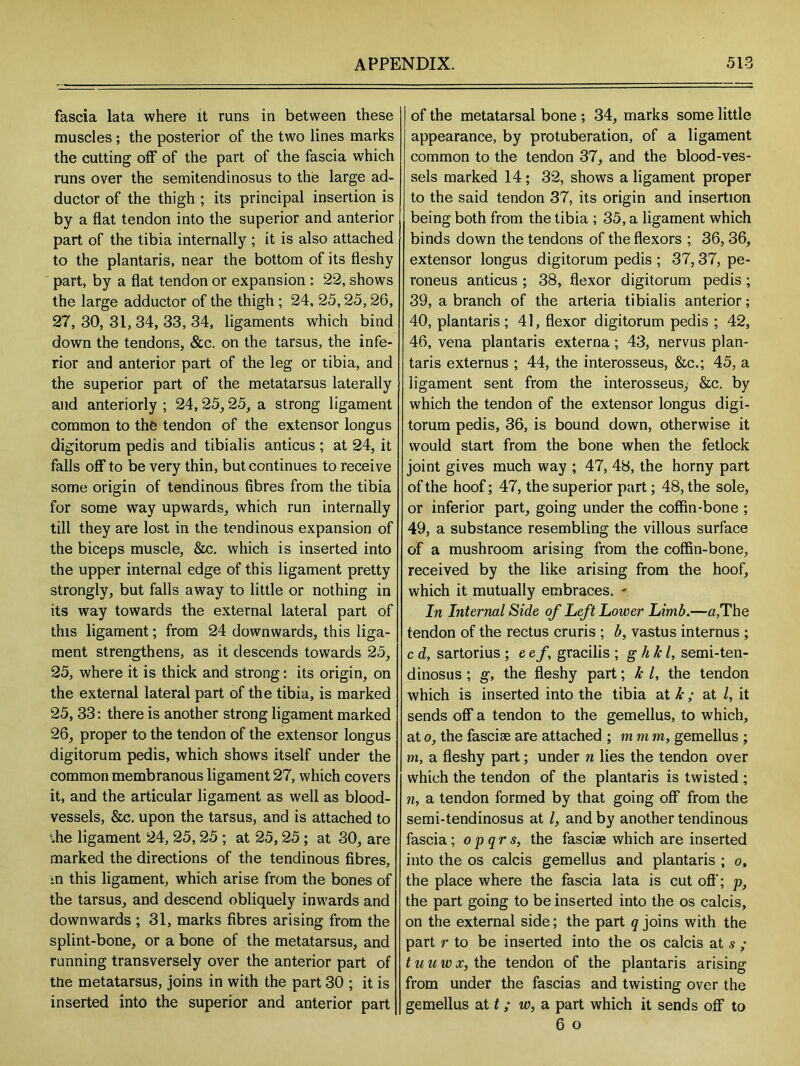 fascia lata where it runs in between these muscles; the posterior of the two lines marks the cutting off of the part of the fascia which runs over the semitendinosus to the large ad- ductor of the thigh ; its principal insertion is by a flat tendon into the superior and anterior part of the tibia internally ; it is also attached to the plantaris, near the bottom of its fleshy part, by a flat tendon or expansion : 22, shows the large adductor of the thigh ; 24, 25,25,26, 27, 30, 31, 34, 33, 34, ligaments which bind down the tendons, &c. on the tarsus, the infe- rior and anterior part of the leg or tibia, and the superior part of the metatarsus laterally and anteriorly ; 24,25,25, a strong ligament common to the tendon of the extensor longus digitorum pedis and tibialis anticus ; at 24, it falls off to be very thin, but continues to receive some origin of tendinous fibres from the tibia for some way upwards, which run internally till they are lost in the tendinous expansion of the biceps muscle, &c. which is inserted into the upper internal edge of this ligament pretty strongly, but falls away to little or nothing in its way towards the external lateral part of this ligament; from 24 downwards, this liga- ment strengthens, as it descends towards 25, 25, where it is thick and strong: its origin, on the external lateral part of the tibia, is marked 25, 33: there is another strong ligament marked 26, proper to the tendon of the extensor longus digitorum pedis, which shows itself under the common membranous ligament 27, which covers it, and the articular ligament as well as blood- vessels, &c. upon the tarsus, and is attached to die ligament 24, 25, 25 ; at 25, 25 ; at 30, are marked the directions of the tendinous fibres, ■n this ligament, which arise from the bones of the tarsus, and descend obliquely inwards and downwards ; 31, marks fibres arising from the splint-bone, or a bone of the metatarsus, and running transversely over the anterior part of ttie metatarsus, joins in with the part 30 ; it is inserted into the superior and anterior part of the metatarsal bone ; 34, marks some little appearance, by protuberation, of a ligament common to the tendon 37, and the blood-ves- sels marked 14; 32, shows a ligament proper to the said tendon 37, its origin and insertion being both from the tibia ; 35, a ligament which binds down the tendons of the flexors ; 36, 36, extensor longus digitorum pedis ; 37,37, pe- roneus anticus ; 38, flexor digitorum pedis; 39, a branch of the arteria tibialis anterior; 40, plantaris; 41, flexor digitorum pedis ; 42, 46, vena plantaris externa; 43, nervus plan- taris externus ; 44, the interosseus, &c.; 45, a ligament sent from the interosseus, &c. by which the tendon of the extensor longus digi- torum pedis, 36, is bound down, otherwise it would start from the bone when the fetlock joint gives much way ; 47, 48, the horny part of the hoof; 47, the superior part; 48, the sole, or inferior part, going under the coffin-bone ; 49, a substance resembling the villous surface of a mushroom arising from the coffin-bone, received by the like arising from the hoof, which it mutually embraces. - In Internal Side of Left Lower Limb.—a,The tendon of the rectus cruris ; b, vastus internus ; c d, sartorius ; e ef, gracilis ; g h Ic l, semi-ten- dinosus ; g, the fleshy part; Ic l, the tendon which is inserted into the tibia at k ; at l, it sends off a tendon to the gemellus, to which, at o, the fasciae are attached ; m m m, gemellus ; m, a fleshy part; under n lies the tendon over which the tendon of the plantaris is twisted ; n, a tendon formed by that going off from the semi-tendinosus at /, and by another tendinous fascia ; o p qr s, the fasciae which are inserted into the os calcis gemellus and plantaris ; o, the place where the fascia lata is cut off'; p, the part going to be inserted into the os calcis, on the external side; the part q joins with the part r to be inserted into the os calcis at s ; tuuwx, the tendon of the plantaris arising from under the fascias and twisting over the gemellus at t ; w, a part which it sends off to