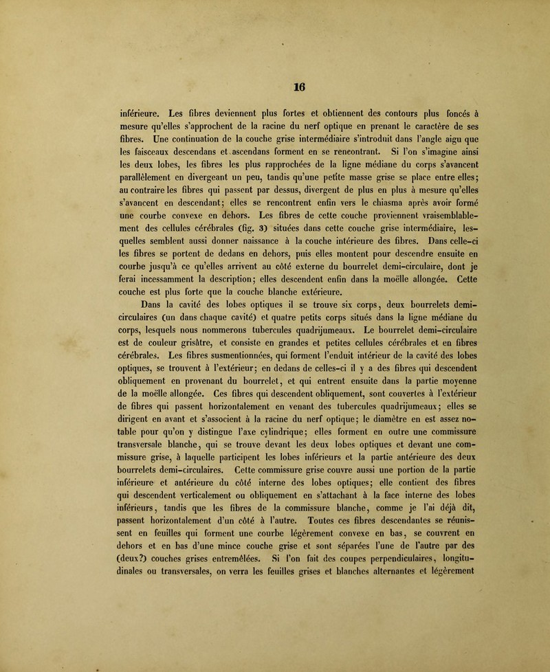 inférieure. Les fibres deviennent plus fortes et obtiennent des contours plus foncés à mesure qu’elles s’approchent de la racine du nerf optique en prenant le caractère de ses fibres. Une continuation de la couche grise intermédiaire s’introduit dans l’angle aigu que les faisceaux descendans et ascendans forment en se rencontrant. Si l’on s’imagine ainsi les deux lobes, les fibres les plus rapprochées de la ligne médiane du corps s’avancent parallèlement en divergeant un peu, tandis qu’une petite masse grise se place entre elles; au contraire les fibres qui passent par dessus, divergent de plus en plus à mesure qu’elles s’avancent en descendant; elles se rencontrent enfin vers le chiasma après avoir formé une courbe convexe en dehors. Les fibres de cette couche proviennent vraisemblable- ment des cellules cérébrales (fig. 3) situées dans cette couche grise intermédiaire, les- quelles semblent aussi donner naissance à la couche intérieure des fibres. Dans celle-ci les fibres se portent de dedans en dehors, puis elles montent pour descendre ensuite en courbe jusqu’à ce qu’elles arrivent au côté externe du bourrelet demi-circulaire, dont je ferai incessamment la description; elles descendent enfin dans la moelle allongée. Cette couche est plus forte que la couche blanche extérieure. Dans la cavité des lobes optiques il se trouve six corps, deux bourrelets demi- circulaires (un dans chaque cavité) et quatre petits corps situés dans la ligne médiane du corps, lesquels nous nommerons tubercules quadrijumeaux. Le bourrelet demi-circulaire est de couleur grisâtre, et consiste en grandes et petites cellules cérébrales et en fibres cérébrales. Les fibres susmentionnées, qui forment l’enduit intérieur de la cavité des lobes optiques, se trouvent à l’extérieur; en dedans de celles-ci il y a des fibres qui descendent obliquement en provenant du bourrelet, et qui entrent ensuite dans la partie moyenne de la moelle allongée. Ces fibres qui descendent obliquement, sont couvertes à l’extérieur de fibres qui passent horizontalement en venant des tubercules quadrijumeaux; elles se dirigent en avant et s’associent à la racine du nerf optique; le diamètre en est assez no- table pour qu’on y distingue l’axe cylindrique; elles forment en outre une commissure transversale blanche, qui se trouve devant les deux lobes optiques et devant une com- missure grise, à laquelle participent les lobes inférieurs et la partie antérieure des deux bourrelets demi-circulaires. Cette commissure grise couvre aussi une portion de la partie inférieure et antérieure du côté interne des lobes optiques; elle contient des fibres qui descendent verticalement ou obliquement en s’attachant à la face interne des lobes inférieurs, tandis que les fibres de la commissure blanche, comme je l’ai déjà dit, passent horizontalement d’un côté à l’autre. Toutes ces fibres descendantes se réunis- sent en feuilles qui forment une courbe légèrement convexe en bas, se couvrent en dehors et en bas d’une mince couche grise et sont séparées l’une de l'autre par des (deux?) couches grises entremêlées. Si l’on fait des coupes perpendiculaires, longitu- dinales ou transversales, on verra les feuilles grises et blanches alternantes et légèrement