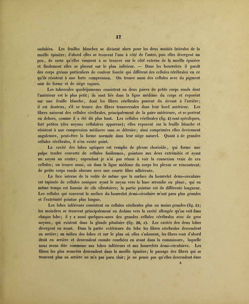 1? ondulées. Les feuilles blanches se divisent alors pour les deux moitiés latérales de la moelle épinière; d’abord elles se trouvent l’une à côté de l’autre, puis elles divergent un peu, de sorte qu’elles viennent à se trouver sur le côté externe de la moelle épinière et finalement elles se placent sur le plan inférieur. — Dans les bourrelets il paraît des corps grénus particuliers de couleur foncée qui diffèrent des cellules cérébrales en ce qu’ils résistent à une forte compression. On trouve aussi des cellules avec du pigment noir de forme et de siège vagues. Les tubercules quadrijumeaux consistent en deux paires de petits corps ronds dont l’antérieur est le plus petit; ils sont liés dans la ligne médiane du corps et reposent sur une feuille blanche, dont les fibres cérébrales passent du devant à l’arrière; il est douteux, s’il se trouve des fibres transversales dans leur bord antérieur. Les fibres naissent des cellules cérébrales, principalement de la paire antérieure, et se portent en dehors, comme il a été dit plus haut. Les cellules cérébrales (fig. 4) sont spécifiques, fort petites (des noyaux cellulaires apparens); elles reposent sur la feuille blanche et résistent à une compression médiocre sans se détruire; ainsi comprimées elles deviennent anguleuses, peut-être la forme normale dans leur siège naturel. Quant à de grandes cellules cérébrales, il n’en existe point. La cavité des lobes optiques est remplie de plexus chorioïde, qui forme une pulpe tendre couverte de cellules fusiformes, pointues aux deux extrémités et ayant un noyau au centre; cependant je n'ai pas réussi à voir la connexion vraie de ces cellules; on trouve aussi, où dans la ligne médiane du corps les plexus se rencontrent, de petits corps ronds obscurs avec une courte fibre adhérente. La face interne de la voûte de même que la surface du bourrelet demi-circulaire est tapissée de cellules coniques ayant le noyau vers la base arrondie ou plane, qui en même temps est fournie de cils vibratoires; la partie pointue est de différente longueur. Les cellules qui couvrent la surface du bourrelet demi-circulaire m’ont paru plus grandes et l’extrémité pointue plus longue. Les lobes inférieurs consistent en cellules cérébrales plus ou moins grandes (fig. 5); les moindres se trouvent principalement en dedans vers la cavité allongée qu’on voit dans chaque lobe; il y a aussi quelques-unes des grandes cellules cérébrales avec de gros noyaux, qui existent dans la glande pituitaire (fig. 26, a). Les cavités des deux lobes divergent en avant. Dans la partie extérieure du lobe les fibres cérébrales descendent en arrière; au milieu des lobes et sur le plan où elles s'adossent, les fibres vont d’abord droit en arrière et descendent ensuite courbées en avant dans la commissure, laquelle nous avons dite commune aux lobes inférieurs et aux bourrelets demi-circulaires. Les fibres les plus avancées descendent dans la moelle épinière; le passage des fibres qui se trouvent plus en arrière ne m’a pas paru clair; je ne pense pas qu’elles descendent dans 3