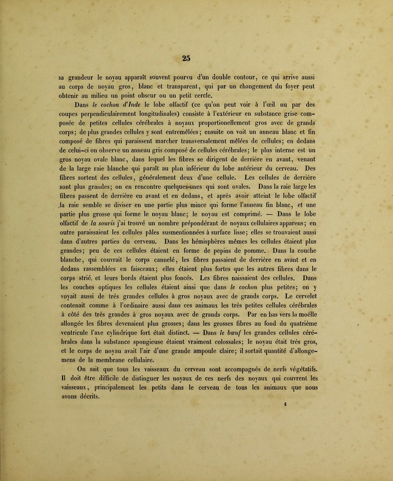 sa grandeur le noyau apparaît souvent pourvu d’un double contour, ce qui arrive aussi au corps de noyau gros, blanc et transparent, qui par un changement du foyer peut obtenir au milieu un point obscur ou un petit cercle. Dans le cochon dinde le lobe olfactif (ce qu’on peut voir à l’œil nu par des coupes perpendiculairement longitudinales) consiste à l’extérieur en substance grise com- posée de petites cellules cérébrales à noyaux proportionellement gros avec de grands corps; de plus grandes cellules y sont entremêlées; ensuite on voit un anneau blanc et fin composé de fibres qui paraissent marcher transversalement mêlées de cellules; en dedans de celui-ci on observe un anneau gris composé de cellules cérébrales; le plus interne est un gros noyau ovale blanc, dans lequel les fibres se dirigent de derrière en avant, venant de la large raie blanche qui paraît au plan inférieur du lobe antérieur du cerveau. Des fibres sortent des cellules, généralement deux d’une cellule. Les cellules de derrière sont plus grandes; on en rencontre quelques-unes qui sont ovales. Dans la raie large les fibres passent de derrière en avant et en dedans, et après avoir atteint le lobe olfactif .la raie semble se diviser en une partie plus mince qui forme l’anneau fin blanc, et une partie plus grosse qui forme le noyau blanc; le noyau est comprimé. — Dans le lobe olfactif de la souris j’ai trouvé un nombre prépondérant de noyaux cellulaires appareils; en outre paraissaient les cellules pâles susmentionnées à surface lisse; elles se trouvaient aussi dans d’autres parties du cerveau. Dans les hémisphères mêmes les cellules étaient plus grandes; peu de ces cellules étaient en forme de pépins de pomme. Dans la couche blanche, qui couvrait le corps cannelé, les fibres passaient de derrière en avant et en dedans rassemblées en faisceaux; elles étaient plus fortes que les autres fibres dans le corps strié, et leurs bords étaient plus foncés. Les fibres naissaient des cellules. Dans les couches optiques les cellules étaient ainsi que dans le cochon plus petites; on y voyait aussi de très grandes cellules à gros noyaux avec de grands corps. Le cervelet contenait comme à l’ordinaire aussi dans ces animaux les très petites cellules cérébrales à côté des très grandes à gros noyaux avec de grands corps. Par en bas vers la moelle allongée les fibres devenaient plus grosses; dans les grosses fibres au fond du quatrième ventricule l’axe cylindrique fort était distinct. — Dans le bœuf les grandes cellules céré- brales dans la substance spongieuse étaient vraiment colossales; le noyau était très gros, et le corps de noyau avait l’air d’une grande ampoule claire; il sortait quantité d’allonge- mens de la membrane cellulaire. On sait que tous les vaisseaux du cerveau sont accompagnés de nerfs végétatifs. Il doit être difficile de distinguer les noyaux de ces nerfs des noyaux qui couvrent les vaisseaux, principalement les petits dans le cerveau de tous les animaux que nous avons décrits. 4