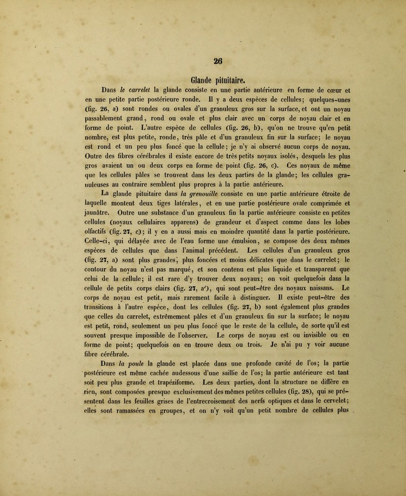 Glande pituitaire. Dans le carrelet la glande consiste en une partie antérieure en forme de cœur et en une petite partie postérieure ronde. Il y a deux espèces de cellules; quelques-unes (fîg. 26, a) sont rondes ou ovales d’un granuleux gros sur la surface, et ont un noyau passablement grand, rond ou ovale et plus clair avec un corps de noyau clair et en forme de point. L’autre espèce de cellules (fig. 26, b), qu’on ne trouve qu’en petit nombre, est plus petite, ronde, très pâle et d’un granuleux fin sur la surface; le noyau est rond et un peu plus foncé que la cellule; je n’y ai observé aucun corps de noyau. Outre des fibres cérébrales il existe encore de très petits noyaux isolés, desquels les plus gros avaient un ou deux corps en forme de point (fig. 26, c). Ces noyaux de même que les cellules pâles se trouvent dans les deux parties de la glande; les cellules gra- nuleuses au contraire semblent plus propres à la partie antérieure. La glande pituitaire dans la grenouille consiste en une partie antérieure étroite de laquelle montent deux tiges latérales, et en une partie postérieure ovale comprimée et jaunâtre. Outre une substance d’un granuleux fin la partie antérieure consiste en petites cellules (noyaux cellulaires apparens) de grandeur et d’aspect comme dans les lobes olfactifs (fig. 27, c) ; il y en a aussi mais en moindre quantité dans la partie postérieure. Celle-ci, qui délayée avec de l’eau forme une émulsion, se compose des deux mêmes espèces de cellules que dans l’animal précédent. Les cellules d’un granuleux gros (fig. 27, a) sont plus grandes, plus foncées et moins délicates que dans le carrelet; le contour du noyau n’est pas marqué, et son contenu est plus liquide et transparent que celui de la cellule; il est rare d’y trouver deux noyaux; on voit quelquefois dans la cellule de petits corps clairs (fig. 27, aD, qui sont peut-être des noyaux naissans. Le corps de noyau est petit, mais rarement facile à distinguer. Il existe peut-être des transitions à l’autre espèce, dont les cellules (fig. 27, b) sont également plus grandes que celles du carrelet, extrêmement pâles et d’un granuleux fin sur la surface; le noyau est petit, rond, seulement un peu plus foncé que le reste de la cellule, de sorte qu’il est souvent presque impossible de l’observer. Le corps de noyau est ou invisible ou en forme de point; quelquefois on en trouve deux ou trois. Je n’ai pu y voir aucune fibre cérébrale. Dans la poule la glande est placée dans une profonde cavité de l’os; la partie postérieure est même cachée audessous d’une saillie de l’os; la partie antérieure est tant soit peu plus grande et trapéziforme. Les deux parties, dont la structure ne diffère en rien, sont composées presque exclusivement des mômes petites cellules (fig. 28), qui se pré- sentent dans les feuilles grises de l’entrecroisement des nerfs optiques et dans le cervelet; elles sont ramassées en groupes, et on n’y voit qu’un petit nombre de cellules plus