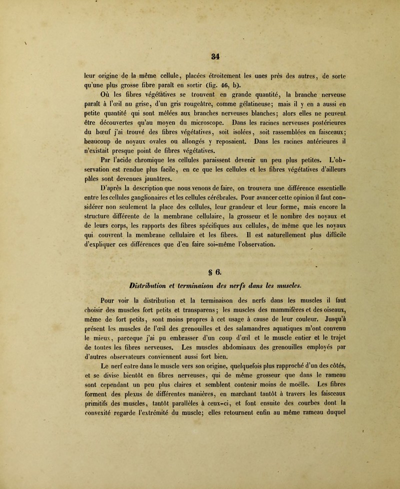 leur origine de la même cellule, placées étroitement les unes près des autres, de sorte qu’une plus grosse fibre paraît en sortir (fîg. 46, b). Où les fibres végétatives se trouvent en grande quantité, la branche nerveuse paraît à l’œil nu grise, d’un gris rougeâtre, comme gélatineuse; mais il y en a aussi en petite quantité qui sont mêlées aux branches nerveuses blanches; alors elles ne peuvent être découvertes qu’au moyen du microscope. Dans les racines nerveuses postérieures du bœuf j’ai trouvé des fibres végétatives, soit isolées, soit rassemblées en faisceaux; beaucoup de noyaux ovales ou allongés y reposaient. Dans les racines antérieures il n’existait presque point de fibres végétatives. Par l’acide chromique les cellules paraissent devenir un peu plus petites. L’ob- servation est rendue plus facile, en ce que les cellules et les fibres végétatives d’ailleurs pâles sont devenues jaunâtres. D’après la description que nous venons de faire, on trouvera une différence essentielle entre les cellules ganglionaires et les cellules cérébrales. Pour avancer cette opinion il faut con- sidérer non seulement la place des cellules, leur grandeur et leur forme, mais encore la structure différente de la membrane cellulaire, la grosseur et le nombre des noyaux et de leurs corps, les rapports des fibres spécifiques aux cellules, de même que les noyaux qui couvrent la membrane cellulaire et les fibres. Il est naturellement plus difficile d’expliquer ces différences que d’en faire soi-même l’observation. § 6. Distribution et terminaison des nerfs dans les muscles. Pour voir la distribution et la terminaison des nerfs dans les muscles il faut choisir des muscles fort petits et transparens ; les muscles des mammifères et des oiseaux, même de fort petits, sont moins propres à cet usage à cause de leur couleur. Jusqu’à présent les muscles de l’œil des grenouilles et des salamandres aquatiques m’ont convenu le mieux, parceque j’ai pu embrasser d’un coup d’œil et le muscle entier et le trajet de toutes les fibres nerveuses. Les muscles abdominaux des grenouilles employés par d’autres observateurs conviennent aussi fort bien. Le nerf entre dans le muscle vers son origine, quelquefois plus rapproché d’un des côtés, et se divise bientôt en fibres nerveuses, qui de même grosseur que dans le rameau sont cependant un peu plus claires et semblent contenir moins de moelle. Les fibres forment des plexus de différentes manières, en marchant tantôt à travers les faisceaux primitifs des muscles, tantôt parallèles à ceux-ci, et font ensuite des courbes dont la convexité regarde l’extrémité du muscle; elles retournent enfin au même rameau duquel