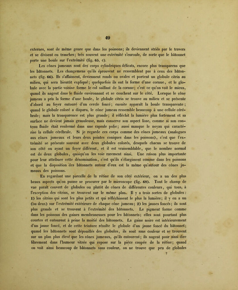 externes, sont de même genre que dans les poissons; ils deviennent striés par le travers et se divisent en tranches; très souvent une extrémité s’enroule, de sorte que le bâtonnet porte une boule sur l’extrémité (fig. 65, c). Les cônes jumeaux sont des corps cylindriques délicats, encore plus transparens que les bâtonnets. Les changemens qu’ils éprouvent ne ressemblent pas à ceux des bâton- nets (fig. 66). Ils s’affaissent, deviennent ronds ou ovales et portent un globule citrin au milieu, qui sera bientôt expliqué; quelquefois ils ont la forme d’une cornue, et le glo- bule avec la partie voisine forme le col saillant de la cornue; c’est ce qu’on voit le mieux, quand ils nagent dans le lluide environnant et se couchent sur le côté. Lorsque le cône jumeau a pris la forme d’une boule, le globule citrin se trouve au milieu et se présente d’abord au foyer entouré d’un cercle foncé ; ensuite apparaît la boule transparente ; quand le globule coloré a disparu, le cône' jumeau ressemble beaucoup à une cellule céré- brale; mais la transparence est plus grande; il réfléchit la lumière plus fortement et sa surface ne devient jamais granuleuse, mais conserve son aspect lisse, comme si son con- tenu fluide était renfermé dans une capsule polie; aussi manque le noyau qui caracté- rise la cellule cérébrale. Si je regarde ces corps comme des cônes jumeaux (analogues aux cônes jumeaux et leurs deux pointes coniques dans les poissons), c’est que l’ex- trémité se présente souvent avec deux globules colorés, desquels chacun se trouve de son côté ou ayant un foyer différent, et il est vraisemblable, que le nombre normal est de deux globules, quoiqu’on les voie rarement ainsi. Une raison plus importante pour leur attribuer cette dénomination, c’est qu’ils s’élargissent comme dans les poissons et que la disposition des bâtonnets autour d’eux est la même qu’autour des cônes ju- meaux des poissons. En regardant une parcelle de la rétine de son côté extérieur, on a un des plus beaux aspects qu’on puisse se procurer par le microscope (fig. 68). Tout le champ de vue paraît couvert de globules ou plutôt de cônes de différentes couleurs, qui tous, à l’exception des citrins, se trouvent sur le même plan. Il y a trois sortes de globules : 1) les citrins qui sont les plus petits et qui réfléchissent le plus la lumière; il y en a un (bu deux) sur l’extrémité extérieure de chaque cône jumeau ; 2) les jaunes foncés ; ils sont plus grands et se trouvent à l’extrémité des bâtonnets. Le pigment forme comme dans les poissons des gaines membraneuses pour les bâtonnets; elles sont pourtant plus courtes et entourent à peine la moitié des bâtonnets. La gaine noire est intérieurement d’un jaune foncé, et de cette teinture résulte le globule d’un jaune foncé du bâtonnet; quand les bâtonnets sont dépouillés des globules, ils sont sans couleur et se trouvent sur un plan plus élevé que les cônes jumeaux, qu’ils entourent; ils nagent pour ainsi dire librement dans l’humeur vitrée qui repose sur la pièce coupée de la rétine; quand on voit ainsi beaucoup de bâtonnets sans couleur, on ne trouve que peu de globules