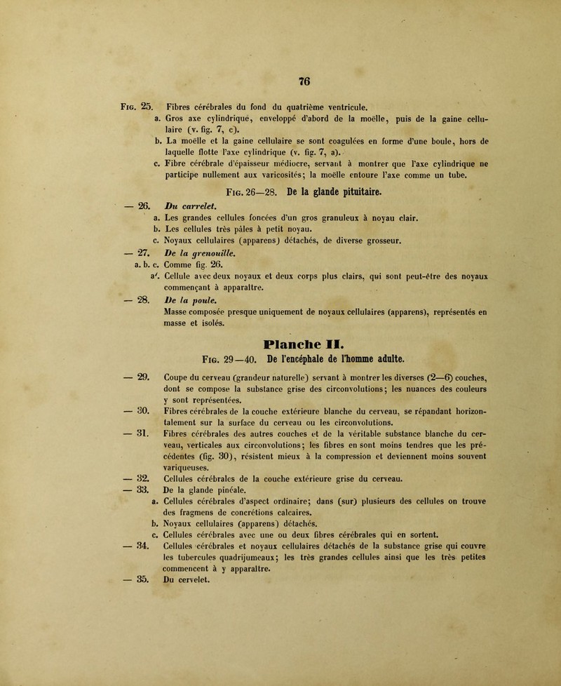 Fig. 25. Fibres cérébrales du fond du quatrième ventricule. a. Gros axe cylindrique, enveloppé d’abord de la moelle, puis de la gaine cellu- laire (v. fig. 7, c). b. La moelle et la gaine cellulaire se sont coagulées en forme d’une boule, hors de laquelle flotte l’axe cylindrique (v. fig. 7, a). c. Fibre cérébrale d’épaisseur médiocre, servant à montrer que l’axe cylindrique ne participe nullement aux varicosités; la moelle entoure l’axe comme un tube. Fig. 26—28. De la glande pituitaire. — 26. Du carrelet. a. Les grandes cellules foncées d’un gros granuleux à noyau clair. b. Les cellules très pâles à petit noyau. c. Noyaux cellulaires (apparens) détachés, de diverse grosseur. — 27. De la grenouille. a. b. c. Comme fig. 26. a'. Cellule avec deux noyaux et deux corps plus clairs, qui sont peut-être des noyaux commençant à apparaître. — 28. De la poule. Masse composée presque uniquement de noyaux cellulaires (apparens), représentés en masse et isolés. Planche II. Fig. 29—40. De l’encéphale de l’homme adulte. — 29. Coupe du cerveau (grandeur naturelle) servant à montrer les diverses (2—6) couches, dont se compose la substance grise des circonvolutions; les nuances des couleurs y sont représentées. — 30. Fibres cérébrales de la couche extérieure blanche du cerveau, se répandant horizon- talement sur la surface du cerveau ou les circonvolutions. — 31. Fibres cérébrales des autres couches et de la véritable substance blanche du cer- veau, verticales aux circonvolutions; les fibres en sont moins tendres que les pré- cédentes (fig. 30), résistent mieux à la compression et deviennent moins souvent variqueuses. — 32. Cellules cérébrales de la couche extérieure grise du cerveau. — 33. De la glande pinéale. a. Cellules cérébrales d’aspect ordinaire; dans (sur) plusieurs des cellules on trouve des fragmens de concrétions calcaires. b. Noyaux cellulaires (apparens) détachés. c. Cellules cérébrales avec une ou deux fibres cérébrales qui en sortent. — 34. Cellules cérébrales et noyaux cellulaires détachés de la substance grise qui couvre les tubercules quadrijumeaux; les très grandes cellules ainsi que les très petites commencent à y apparaître. — 35. Du cervelet.
