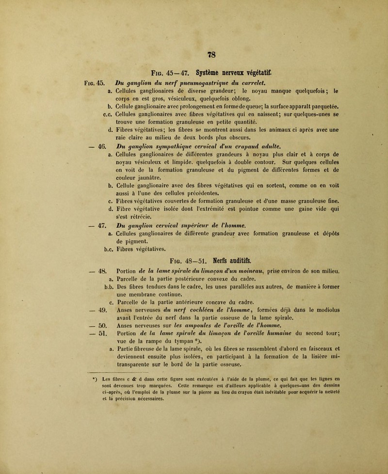 Fig. 45—47. Système nerveux végétatif. Fig. 45. Du ganglion du nerf pneumogastrique du carrelet. a. Cellules ganglionaires de diverse grandeur; le noyau manque quelquefois; le corps en est gros, vésiculeux, quelquefois oblong. b. Cellule ganglionaire avec prolongement en forme de queue; la surface apparaît parquetée, c.c. Cellules ganglionaires avec fibres végétatives qui en naissent; sur quelques-unes se trouve une formation granuleuse en petite quantité, d. Fibres végétatives; les fibres se montrent aussi dans les animaux ci après avec une raie claire au milieu de deux bords plus obscurs. — 46. Du ganglion sympathique cervical d'un crapaud adulte. a. Cellules ganglionaires de différentes grandeurs à noyau plus clair et à corps de noyau vésiculeux et limpide, quelquefois à double contour. Sur quelques cellules on voit de la formation granuleuse et du pigment de différentes formes et de couleur jaunâtre. b. Cellule ganglionaire avec des fibres végétatives qui en sortent, comme on en voit aussi à l’une des cellules précédentes. c. Fibres végétatives couvertes de formation granuleuse et d’une masse granuleuse fine. d. Fibre végétative isolée dont l’extrémité est pointue comme une gaine vide qui s’est rétrécie. — 47. Du ganglion cervical supérieur de l'homme. a. Cellules ganglionaires de différente grandeur avec formation granuleuse et dépôts de pigment, b.c. Fibres végétatives. Fig. 48—51. Nerfs anditifë. — 48. Portion de la lame spirale du limaçon d'un moineau, prise environ de son milieu. a. Parcelle de la partie postérieure convexe du cadre, b.b. Des fibres tendues dans le cadre, les unes parallèles aux autres, de manière à former une membrane continue. c. Parcelle de la partie antérieure concave du cadre. — 49. Anses nerveuses du nerf cochléen de l'homme, formées déjà dans le modiolus avant l’entrée du nerf dans la partie osseuse de la lame spirale. — 50. Anses nerveuses sur les ampoules de l’oreille de l’homme. — 51. Portion de la lame spirale du limaçon de l’oreille humaine du second tour; vue de la rampe du tympan *). a. Partie fibreuse de la lame spirale, où les fibres se rassemblent d’abord en faisceaux et deviennent ensuite plus isolées, en participant à la formation de la lisière mi- transparente sur le bord de la partie osseuse. *) Les fibres c dr d dans cette figure sont exécutées à l’aide de la plume, ce qui fait que les lignes en sont devenues trop marquées. Celte remarque est d’ailleurs applicable à quelques-uns des dessins ci-après, où l’emploi de la plume sur la pierre au lieu du crayon était inévitable pour acquérir la netteté et la précision nécessaires.
