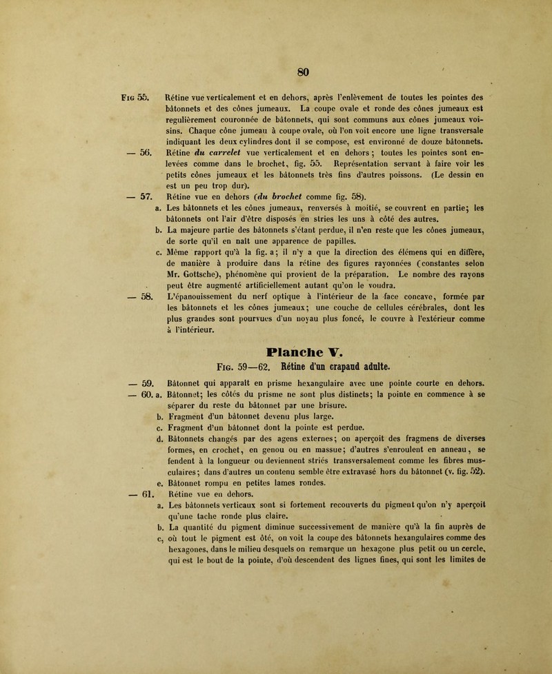 Fig 55. Rétine vue verticalement et en dehors, après l’enlèvement de toutes les pointes des bâtonnets et des cônes jumeaux. La coupe ovale et ronde des cônes jumeaux est régulièrement couronnée de bâtonnets, qui sont communs aux cônes jumeaux voi- sins. Chaque cône jumeau à coupe ovale, où l’on voit encore une ligne transversale indiquant les deux cylindres dont il se compose, est environné de douze bâtonnets. — 56. Rétine du carrelet vue verticalement et en dehors ; toutes les pointes sont en- levées comme dans le brochet, fig. 55. Représentation servant à faire voir les petits cônes jumeaux et les bâtonnets très fins d’autres poissons. (Le dessin en est un peu trop dur). — 57. Rétine vue en dehors (du brochet comme fig. 58). a. Les bâtonnets et les cônes jumeaux, renversés à moitié, se couvrent en partie; les bâtonnets ont l’air d’être disposés en stries les uns à côté des autres. b. La majeure partie des bâtonnets s’étant perdue, il n’en reste que les cônes jumeaux, de sorte qu’il en naît une apparence de papilles. c. Même rapport qu’à la fig. a; il n’y a que la direction des élémens qui en diffère, de manière à produire dans la rétine des figures rayonnées (constantes selon Mr. Gottsche), phénomène qui provient de la préparation. Le nombre des rayons peut être augmenté artificiellement autant qu’on le voudra. — 58. L’épanouissement du nerf optique à l’intérieur de la face concave, formée par les bâtonnets et les cônes jumeaux; une couche de cellules cérébrales, dont les plus grandes sont pourvues d'un noyau plus foncé, le couvre à l’extérieur comme à l’intérieur. Planche V. Fig. 59—62. Rétine d’un crapaud adulte. — 59. Bâtonnet qui apparaît en prisme hexangulaire avec une pointe courte en dehors. — 60. a. Bâtonnet; les côtés du prisme ne sont plus distincts; la pointe en commence à se séparer du reste du bâtonnet par une brisure. b. Fragment d’un bâtonnet devenu plus large. c. Fragment d’un bâtonnet dont la pointe est perdue. d. Bâtonnets changés par des agens externes; on aperçoit des fragmens de diverses formes, en crochet, en genou ou en massue; d’autres s’enroulent en anneau, se fendent à la longueur ou deviennent striés transversalement comme les fibres mus- culaires; dans d’autres un contenu semble être extravasé hors du bâtonnet (v. fig. 52). e. Bâtonnet rompu en petites lames rondes. — 61. Rétine vue en dehors. a. Les bâtonnets verticaux sont si fortement recouverts du pigment qu’on n’y aperçoit qu’une tache ronde plus claire. b. La quantité du pigment diminue successivement de manière qu’à la fin auprès de c. où tout le pigment est ôté, on voit la coupe des bâtonnets hexangulaires comme des hexagones, dans le milieu desquels on remarque un hexagone plus petit ou un cercle, qui est le bout de la pointe, d’où descendent des lignes fines, qui sont les limites de