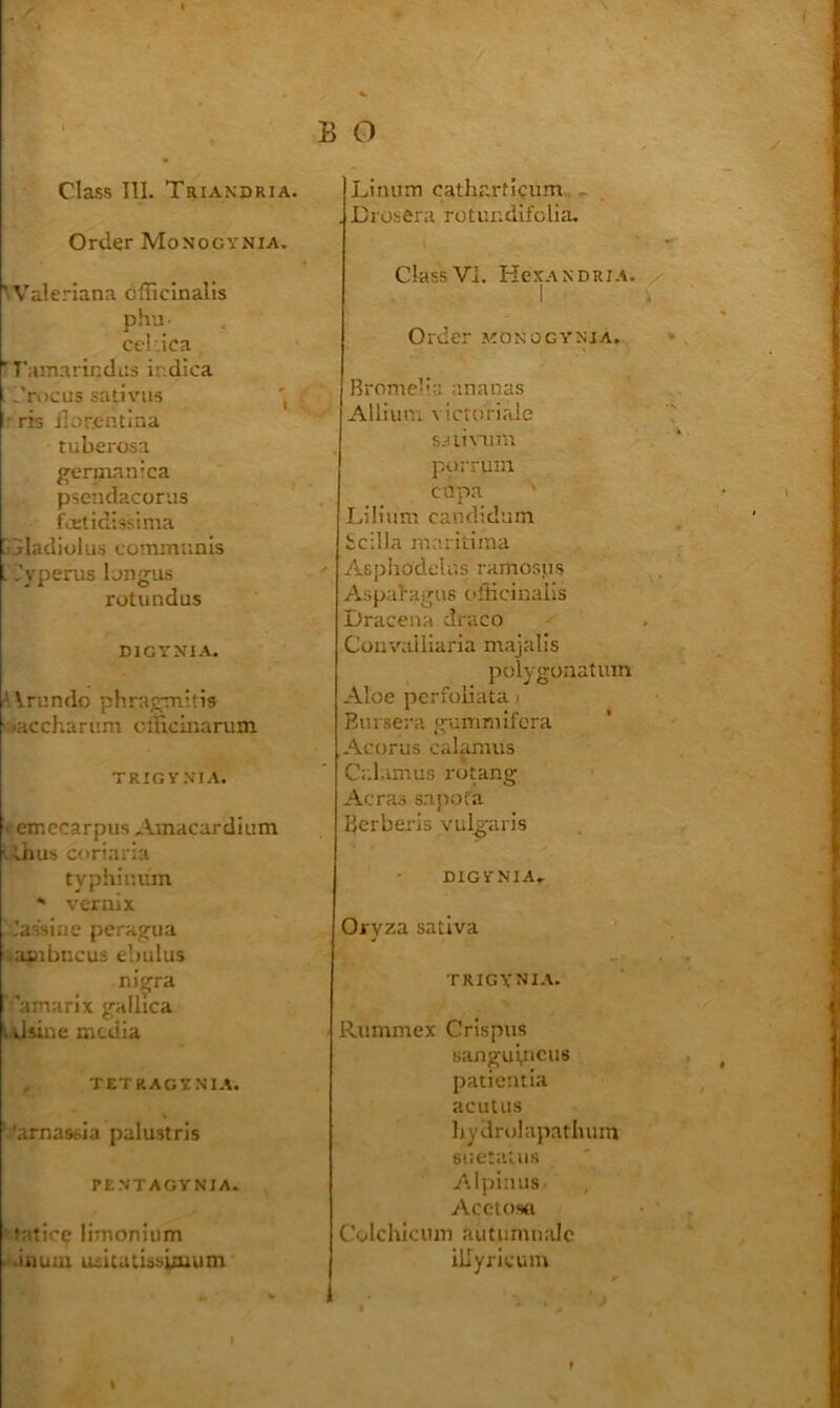 Class III. Triandria. Order Monocynia. ' Valeriana officinalis phu- cd'.ica ■ T’amarindns i:;dica l’ri)CU3 sativiis ris ilorentina tuberosa gerinanica pscndacorus foelidissima [ jladiulus cotnmunis L .’yperus 1 jngus rotiindus digynia. ■' \rundo phrag;m’ti9 •acchari'.ni cfficmarum TRIGY.MA. • emccarpiis .Vinacardium vhub coriai’ia typhinum *“ vcrnix 'assiiie perajjua ;ujibncus ebiilus ni^ra ’amarix j,^HHlca Uisine media TETRACYNIA. .'arnasbia palustris PENTAGVNIA. 'fritice limoniiim .inum usitatisbLzuum Liiuim catharticum, . Orosera rotundifolia. ClassVI. Hex.ANDRiA. Order konogynia. Bronie’''.; ;inanas Allium victorirde s.nivum pi.):rum cupa Liliiim candidum bcilla maritima Aspiiodelus ramosus Aspa^airu8 officinalis Dracena draco Coiivailiaria majalis polygoxiatum Aloe perfoiiata > Bursera gummifera Acorns calamus Calamus rotang Acras sajmfa Berberis vulgaris DIGYNIA, Oi yza sativa trigynia. Runimex Crispus sangupicus patientia acuUis hydrolapatluun siietatus Alpiuus Acetosa Colchicum aiitumualc idyricum