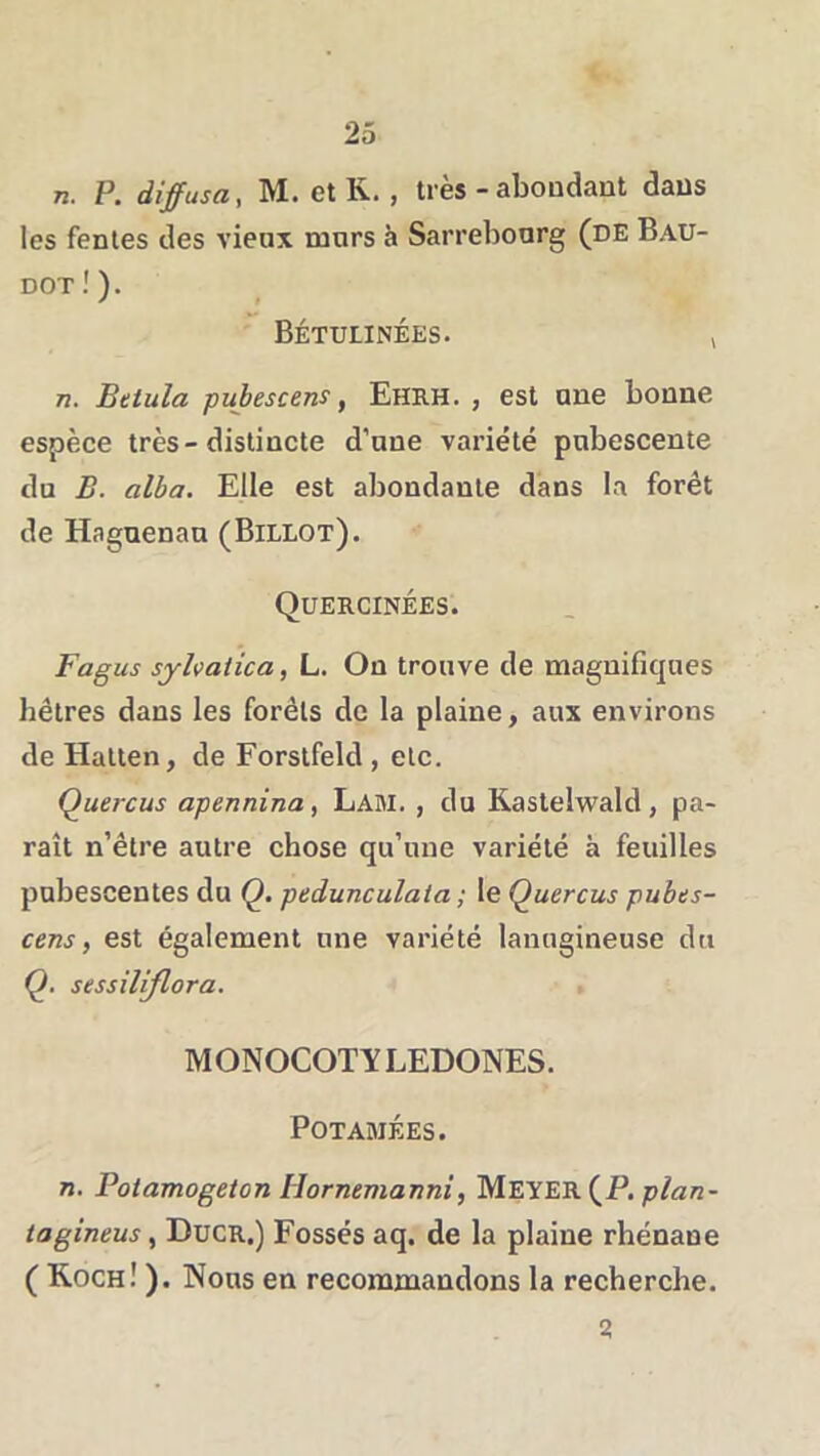 n. P. diffusa, M. et R., très -aboudant daüs les fentes des vieux murs à Sarrebourg (de Bau- dot!). Bétulinées. j n. Beiula pubescens, Ehrh. , est une bonne espèce très-distincte d’une variété pubescente du B. alha. Elle est abondante dans la forêt de Hnguenau (Billot). Quercinées. Fagus syhatica, L. On trouve de magnifiques hêtres dans les forêts de la plaine, aux environs de Hatten, de Forstfeld , etc. Quercus apennina, Lam. , du Kaslelwald, pa- raît n’être autre chose qu’une variété à feuilles pubescentes du Q. pedunculaia ; le Quercus pubes- cens, est également une variété lanugineuse du Q. sessiliflora. MONOCOTY LEDONES. POTAMÉES. n. Potamogeton Hornemanni, Meyer (P. p/a:72- tagineus, DucR.) Fossés aq. de la plaine rhénane ( Roch! ). Nous en recommandons la recherche. 2