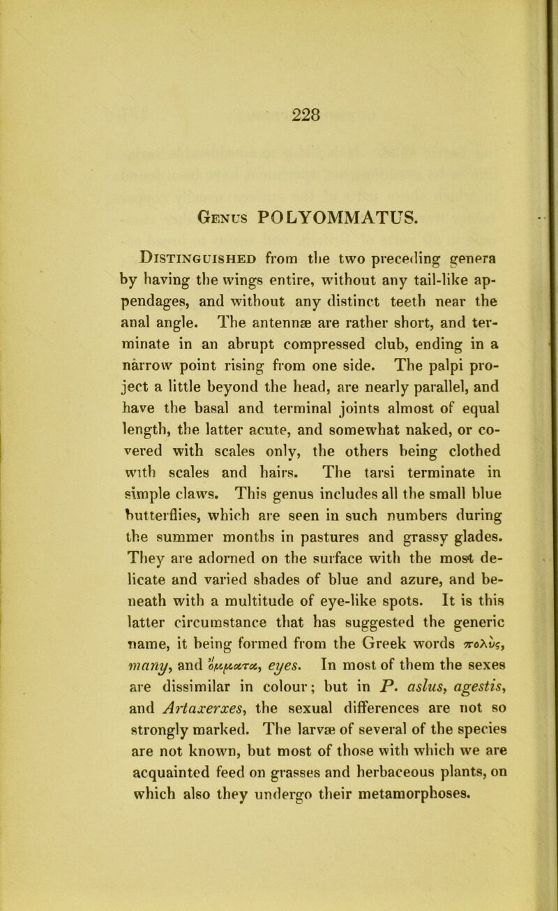 Genus POLYOMMATUS. Distinguished from tlie two preceding genera by having the wings entire, without any tail-like ap- pendages, and without any distinct teeth near the anal angle. The antennae are rather short, and ter- minate in an abrupt compressed club, ending in a narrow point rising from one side. The palpi pro- ject a little beyond the head, are nearly parallel, and have the basal and terminal joints almost of equal length, the latter acute, and somewhat naked, or co- vered with scales only, the others being clothed with scales and hairs. The tarsi terminate in simple claws. This genus includes all the small blue butterflies, which are seen in such numbers during the summer months in pastures and grassy glades. They are adorned on the surface with the mos*t de- licate and varied shades of blue and azure, and be- neath with a multitude of eye-like spots. It is this latter circumstance that has suggested the generic name, it being formed from the Greek words noXvi;, many, and eyes. In most of them the sexes are dissimilar in colour; but in P. cislus, agestis, and Artaxerxes, the sexual differences are not so strongly marked. The larvae of several of the species are not known, but most of those with which we are acquainted feed on grasses and herbaceous plants, on which also they undergo their metamorphoses.