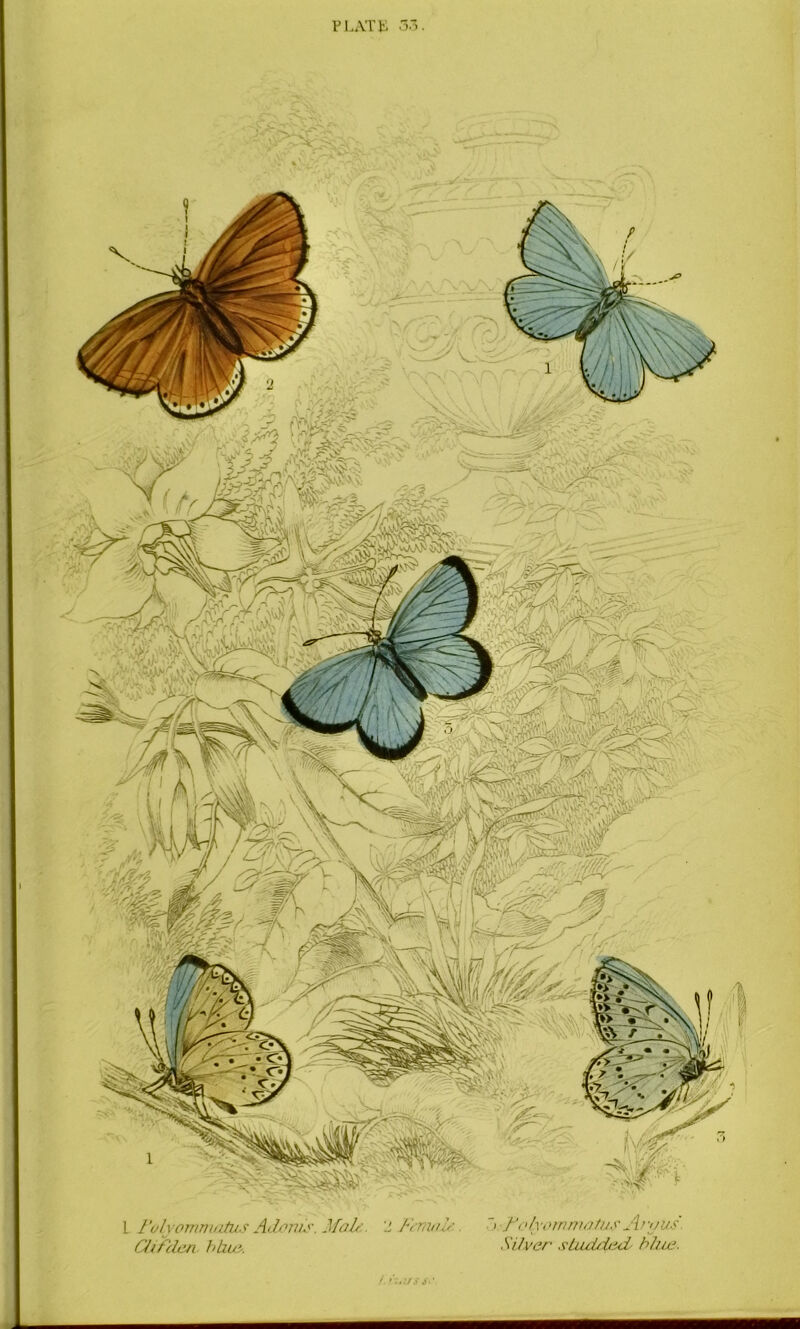 PLATE 'V>. '> Foly'inrnnatu. r A/ '[/vs Silver studded* blue. I FoLyommatus Adonis. Male. Cl if den blue. '1 f l mad. US S‘ ‘