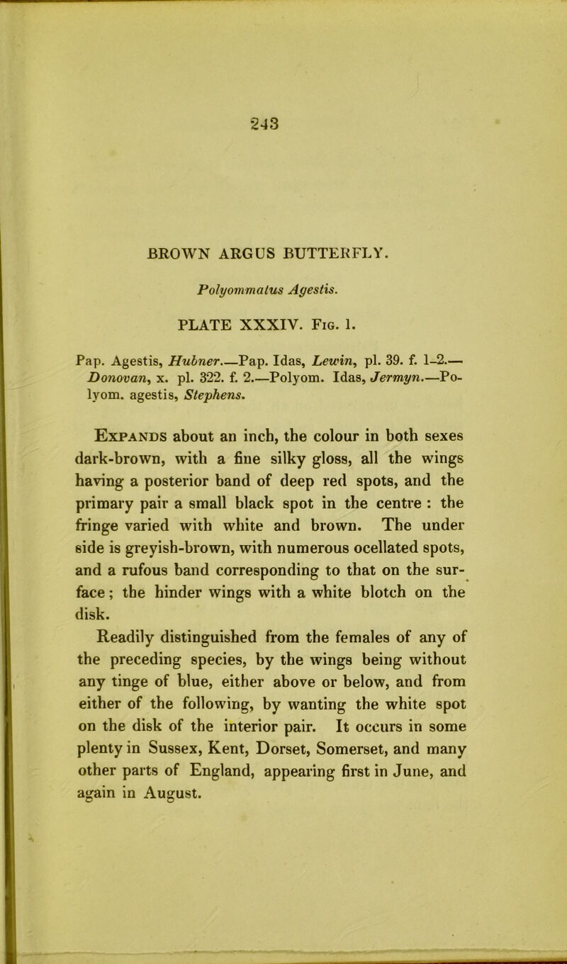 *243 BROWN ARGUS BUTTERFLY. Polyommatus Ayestis. PLATE XXXIV. Fig. 1. Pap. Agestis, Hubner—Pap. Idas, Lewin, pi. 39. f. 1-2— Donovan, x. pi. 322. f. 2—Polyom. Idas, Jermyn.—Po- lyom. agestis, Stephens. Expands about an inch, the colour in both sexes dark-brown, with a fine silky gloss, all the wings having a posterior band of deep red spots, and the primary pair a small black spot in the centre : the fringe varied with white and brown. The under side is greyish-brown, with numerous ocellated spots, and a rufous band corresponding to that on the sur- face ; the hinder wings with a white blotch on the disk. Readily distinguished from the females of any of the preceding species, by the wings being without any tinge of blue, either above or below, and from either of the following, by wanting the white spot on the disk of the interior pair. It occurs in some plenty in Sussex, Kent, Dorset, Somerset, and many other parts of England, appearing first in June, and again in August.