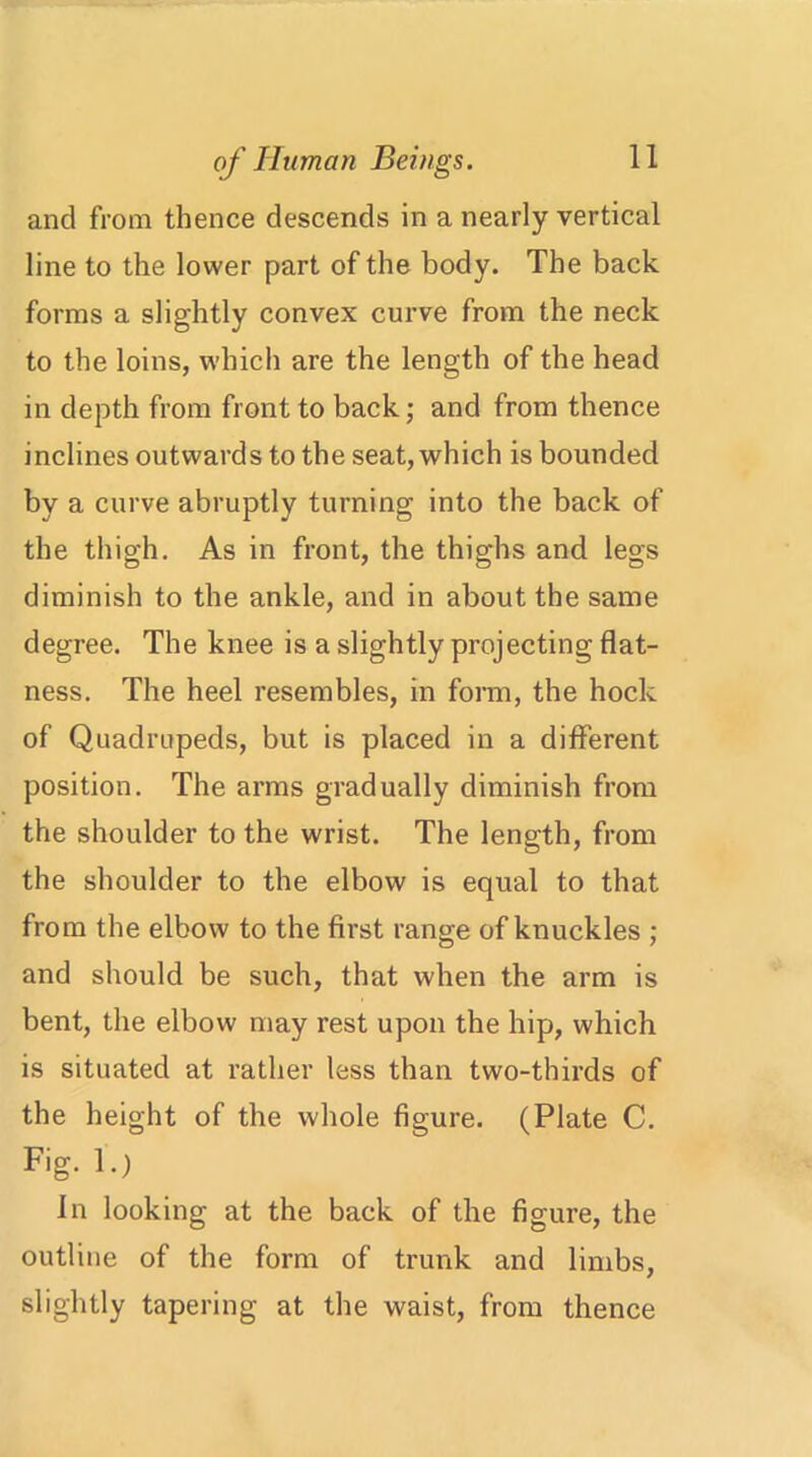 and from thence descends in a nearly vertical line to the lower part of the body. The back forms a slightly convex curve from the neck to the loins, which are the length of the head in depth from front to back; and from thence inclines outwards to the seat, which is bounded by a curve abruptly turning into the back of the thigh. As in front, the thighs and legs diminish to the ankle, and in about the same degree. The knee is a slightly projecting flat- ness. The heel resembles, in form, the hock of Quadrupeds, but is placed in a different position. The arms gradually diminish from the shoulder to the wrist. The length, from the shoulder to the elbow is equal to that from the elbow to the first range of knuckles : and should be such, that when the arm is bent, the elbow may rest upon the hip, which is situated at rather less than two-thirds of the height of the whole figure. (Plate C. Fig. 1.) In looking at the back of the figure, the outline of the form of trunk and limbs, slightly tapering at the waist, from thence