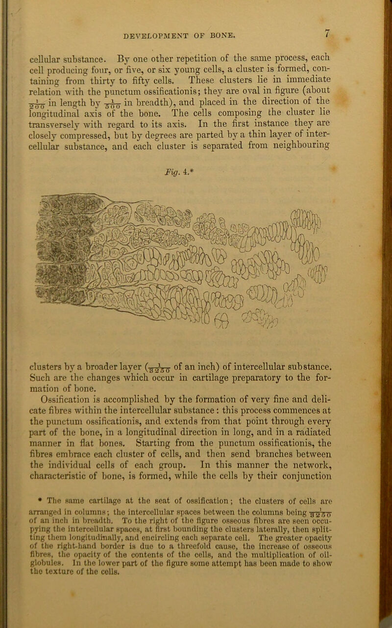 cellular substance. By one other repetition of the same process, each cell producing four, or five, or six young cells, a cluster is formed, con- taining from thirty to fifty cells. These clusters lie in immediate relation with the punctum ossificationis; they are oval in figure (about in length by in breadth), and placed in the direction of the longitudinal axis of the bone. The cells composing the cluster lie transversely with regard to its axis. In the first instance they are closely compressed, but by degrees are parted by a thin layer of inter- cellular substance, and each cluster is separated from neighbouring Fig. 4.* clusters by a broader layer of an inch) of intercellular substance. Such are the changes which occur in cartilage preparatory to the for- mation of bone. Ossification is accomplished by the formation of very fine and deli- cate fibres within the intercellular substance; this process commences at the punctum ossificationis, and extends from that point through every part of the bone, in a longitudinal direction in long, and in a radiated manner in flat bones. Starting from the punctum ossificationis, the fibres embrace each cluster of cells, and then send branches between the individual cells of each group. In this manner the network, characteristic of bone, is formed, while the cells by their conjunction • The same cartilage at the scat of ossification; the clusters of cells arc arranged in coiumns; the intercellular spaces between the columns being ^nzVo of an inch in breadth. To the right of the figure osseous fibres are seen occu- pying the intercellular spaces, at first bounding the clusters laterally, then split- ting them longitudinally, and encircling each separate cell. The greater opacity of the right-hand border is duo to a threefold cause, the increase of osseous fibres, the opacity of the contents of the cells, and the multiplication of oil- globules. In the lower part of the figure some attempt has been made to show the texture of the colls.