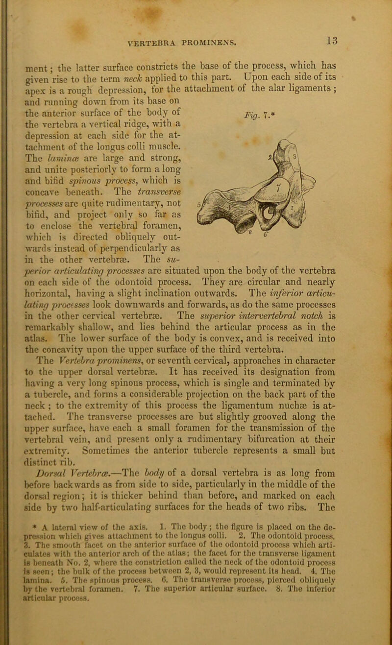 VERTEBRA PROMINENS. Fig. 7. ment; the latter surface constricts the base of the process, which has given rise to the term neck applied to this part. Upon each side of its apex is a rough depression, for the attachment of the alar ligaments ; and running down from its base on the anterior surface of the body of the vertebra a vertical ridge, with a depression at each side for the at- tachment of the longus colli muscle. The lamince are large and strong, and unite posteriorly to fonn a long and bifid spinous process, which is concave beneath. The transverse processes are quite rudimentary, not bifid, and project only so far as to enclose the vertebral foramen, which is directed obliquely out- wards instead of perpendicularly as in the other vertebrae. The su- perior articulating processes are situated upon the body of the vertebra on each side of the odontoid process. They are circular and nearly horizontal, having a slight inclination outwards. The inferior articu- lating processes look downwards and forwards, as do the same processes in the other cervical vertebrae. The superior intervertebral notch is remarkably shallow, and lies behind the articular process as in the atlas. The lower surface of the body is convex, and is received into the concavity upon the upper surface of the third vertebra. The Vertebra prominens, or seventh cervical, approaches in character to the upper dorsal vertebrae. It has received its designation from having a very long spinous process, which is single and terminated by a tubercle, and forms a considerable projection on the back part of the neck ; to the extremity of this process the ligamentum nuchae is at- tached. The transverse processes are but slightly grooved along the upper surface, have each a small foramen for the transmission of the vertebral vein, and present only a rudimentary bifurcation at their extremity. Sometimes the anterior tubercle represents a small but distinct rib. Dorsal VerteJjrce.—The body of a dorsal vertebra is as long from before backwards as from side to side, particularly in the middle of the dorsal region; it is thicker behind than before, and marked on each side by two lialf-articulating surfaces for the heads of two ribs. The * A lateral view of the axis. 1. The body; the figure is placed on the de- pression which gives attachment to the longus colli. 2. The odontoid process. 3. The smooth facet on the anterior surface of the odontoid process which arti- culates with the anterior arch of the atlas; the facet for the transverse ligament is beneath No. 2, where the constriction called the neck of the odontoid process is seen; the bulk of the process between 2, 3, would represent its head. 4. The lamina. .5. The spinous process. 6. The transverse process, pierced obliquely by the vertebral foramen. 7. The superior articular surface. 8. The inferior articular process.