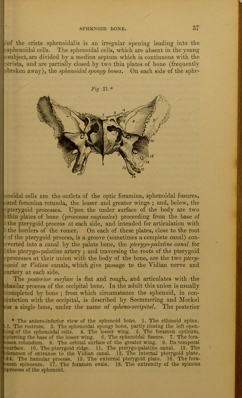 * '1 ; of the crista sphenoidalis is an irregular opening leading into the i sphenoidal cells. The sphenoidal cells, which are absent in the young I subject, are divided by a median septum which is continuous with the j crista, and are partially closed by two thin plates of bone (frequently I broken away), the sphenoidal sponyy bones. On each side of the sphe- Fig 21.* I noidal cells are the- outlets of the optic foramina, sphenoidal fissures, 1 i and foramina rotunda, the lesser and greater wings ; and, below, the I pterj-goid processes. Upon the under surface of the body are two ' thin plates of bone (processus vayinales) proceeding from the base of the pterj'goid process at each side, and intended for articulation with I the borders of the vomer. On each of these plates, close to the root ^ of the pterygoid process, is a groove (sometimes a complete canal) con- ' verted into a canal by the palate bone, the pteryyo-palatine canal for the pterygo-palatine artery ; and traversing the roots of the pterygoid processes at their union with the body of the bone, are the two ptery- goid or Vidian canals, which give passage to the Vidian nerve and artery at each side. The posterior surface is flat and rough, and articulates with the basilar process of the occipital bone. In the adult this union is usually completed by bone ; from which circumstance the sphenoid, in con- junction with the occipital, is described by Soemmering and Meckel i-‘ IS a single bone, under the name of spheno-occipital. The posterior • The antero-inferior view of the sphenoid bone. 1. The ethmoid spine. ! 1. The ro.strum. 3. The sphenoidal spongy bone, partly closing the left open- ing of the sphenoidal cells. 4. The lesser wing. 6. The foramen opticum, ^ piercing the base of the lesser wing. 6. The sphenoidal fissure. 7. The fora- men rotundum. 8. The orbital surface of the greater wing. 9. Its temporal ' mrface. 10. The pterygoid ridge. 11. The pterygo-palatine canal. 12. The iforamen of entrance to the Vidian canal. 13. The internal pterygoid plate. ^14. The hamular process. 16. The external pterygoid plate. 16. The fora- smen spinosum. 17. The foramen ovale. 18. The extremity of the spinous fiprocess of the sphenoid.