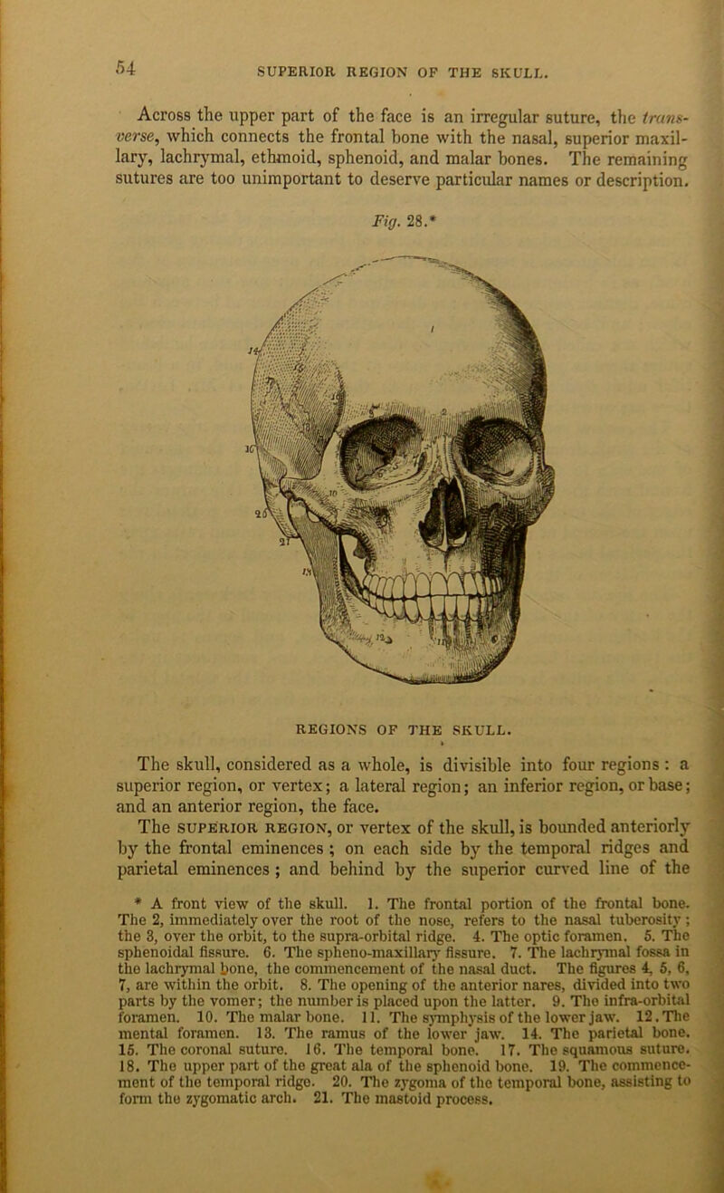 Across the upper part of the face is an irregular suture, the trans- verse, which connects the frontal bone with the nasal, superior maxil- lary, lachrymal, ethmoid, sphenoid, and malar bones. The remaining sutures are too unimportant to deserve particular names or description. Fig. 28.* REGIONS OF THE SKULL. The skull, considered as a whole, is divisible into four regions : a superior region, or vertex; a lateral region; an inferior region, or base; and an anterior region, the face. The SUPERIOR REGION, Or vertex of the skull, is bounded anteriorly by the frontal eminences ; on each side by the temporal ridges and parietal eminences ; and behind by the superior curved line of the * A front view of the skull. 1. The frontal portion of the frontal bone. The 2, immediately over the root of the nose, refers to the nasal tuberosity; the 3, over the orbit, to the supra-orbital ridge. 4. The optic foramen. 5. The sphenoidal fissure. 6. The spheno-maxillaiy fissure. 7. The lachrymal fossa in the lachrymal bone, the commencement of the nasal duct. The figures 4, 5, 6, 7, are within the orbit. 8. The opening of the anterior nares, divided into two parts by the vomer; the number is placed upon the latter. 9. The infra-orbital foramen. 10. The malar bone. 11. The s}Tnph)-sis of the lower jaw. 12. The mental foramen. 13. The ramus of the lower jaw. 14. The parietal bone. 16. The coronal suture. 16. The temporal bone. 17. The squamous suture. 18. The upper part of the great ala of the sphenoid bone. 19. The commence- ment of the temporal ridge. 20. The zygoma of the temporal bone, assisting to form the zygomatic arch. 21. The mastoid process.