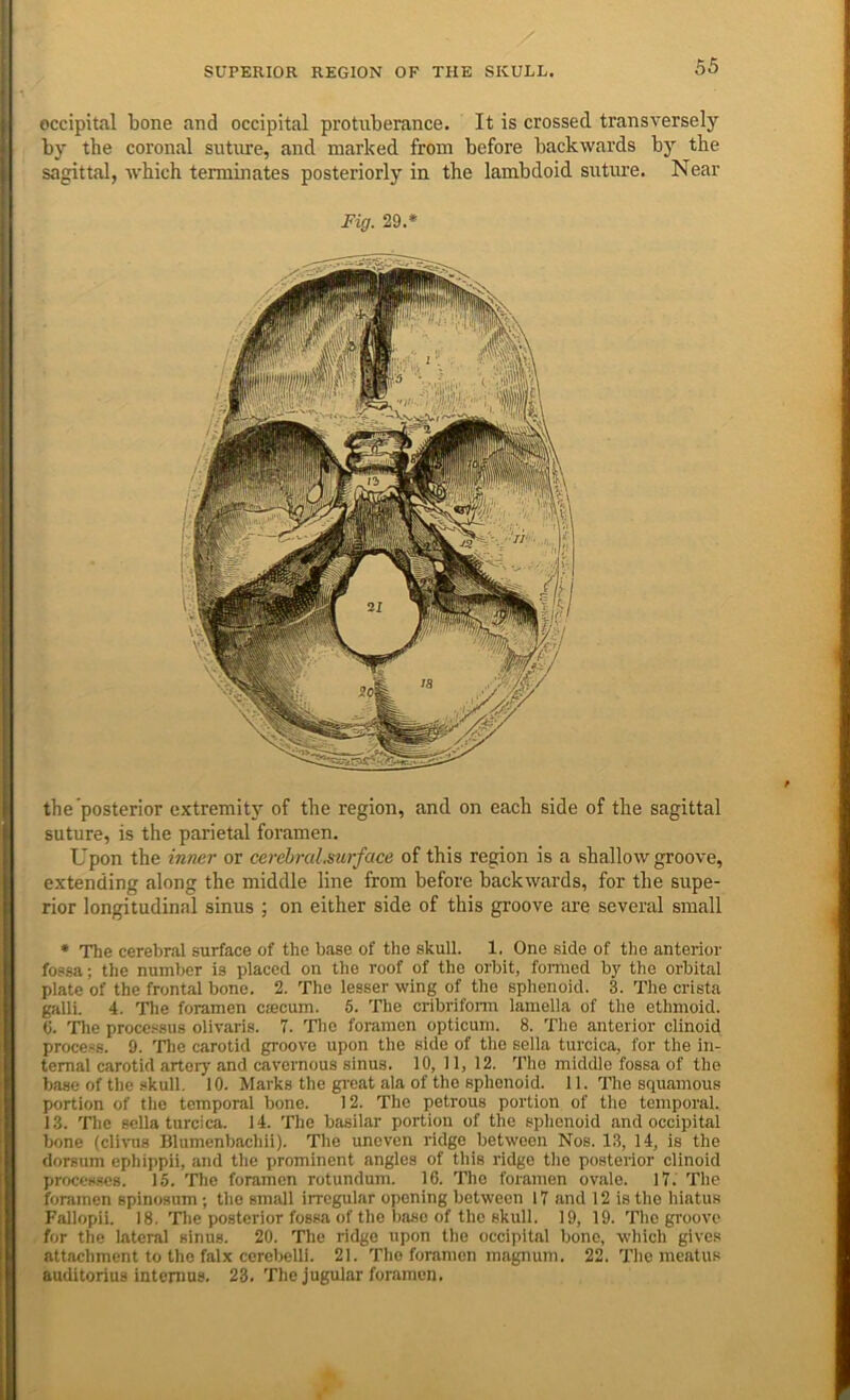 ] occipital bone and occipital protuberance. It is crossed transversely l' by the coronal suture, and marked from before backwards by the I sagittal, which terminates posteriorly in the lambdoid sutiu-e. Near Fig. 29.* ( the posterior extremity of the region, and on each side of the sagittal ^ suture, is the parietal foramen. Upon the inner or cerebral,surf ace of this region is a shallow groove, J extending along the middle line from before backwards, for the supe- rior longitudinal sinus ; on either side of this groove are several small ^ • The cerebral surface of the base of the skull. 1. One side of the anterior fossa; the number is placed on the roof of the orbit, formed by the orbital plate of the frontal bone. 2. The lesser wing of the sphenoid. 3. The crista i galli. 4. The foramen ciecum. 5. The cribrifonu lamella of the ethmoid. ; 6. The processus olivaris. 7. Tlic foramen opticuni. 8. The anterior clinoid process. 9. 'fhe carotid groove upon the side of the sella turcica, for the in- ternal carotid artery and cavernous sinus. 10, 11, 12. The middle fossa of the ' base of the skull. 10. Marks the gi’cat ala of the sphenoid. 11. The squamous ' portion of the temporal bone. 12. The petrous portion of the temporal. 13. The sella turcica. 14. The basilar portion of the sphenoid and occipital bone (clivus Blumenbachii). The uneven ridge between Nos. 13, 14, is the dorsum ephippii, and the prominent angles of this ridge the posterior clinoid j processes. 15. The foramen rotundum. 16. The foramen ovale. 17. The ! foramen spinosum; the small irregular opening between 17 and 12 is the hiatus Fallopii. 18. Tlie posterior fossa of the base of the skull. 19, 19. Tlic groove for the lateral sinus. 20. The ridge upon the occipital bone, which gives attachment to the falx cerebelli. 21. The foramen magnum. 22. Tlie meatus 'H auditorius internus. 23. The jugular foramen.