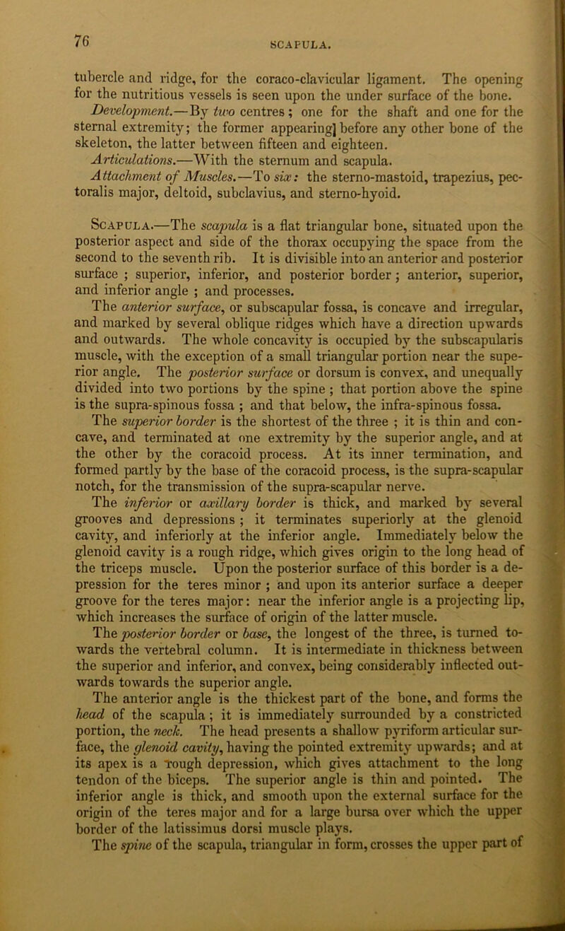 SCAPULA. tubercle and ridge, for the coraco-cl'avicular ligament. The opening for the nutritious vessels is seen upon the under surface of the bone. Developrtmnt.—By two centres; one for the shaft and one for the sternal extremity; the former appearing] before any other hone of the skeleton, the latter between fifteen and eighteen. Articulations.—With the sternum and scapula. Attachment of Muscles.—To six: the sterno-mastoid, trapezius, pec- toralis major, deltoid, subclavius, and sterno-hyoid. Scapula.—The scapula is a flat triangular bone, situated upon the posterior aspect and side of the thorax occupjdng the space from the second to the seventh rib. It is divisible into an anterior and posterior surface ; superior, inferior, and posterior border; anterior, superior, and inferior angle ; and processes. The anterior surface, or subscapular fossa, is concave and irregular, and marked by several oblique ridges which have a direction upwards and outwards. The whole concavity is occupied by the subscapularis muscle, with the exception of a small triangular portion near the supe- rior angle. The posterior surface or dorsum is convex, and unequally divided into two portions by the spine ; that portion above the spine is the supra-spinous fossa ; and that below, the infra-spinous fossa. The superior border is the shortest of the three ; it is thin and con- cave, and terminated at one extremity by the superior angle, and at the other by the coracoid process. At its inner termination, and formed partly by the base of the coracoid process, is the supra-scapular notch, for the transmission of the supra-scapular nerve. The inferior or axillary border is thick, and marked by several grooves and depressions ; it terminates superiorly at the glenoid cavity, and inferiorly at the inferior angle. Immediately below the glenoid cavity is a rough ridge, which gives origin to the long head of the triceps muscle. Upon the posterior surface of this border is a de- pression for the teres minor ; and upon its anterior surface a deeper groove for the teres major; near the inferior angle is a projecting lip, which increases the surface of origin of the latter muscle. The posterior border or base, the longest of the three, is turned to- wards the vertebral column. It is intermediate in thickness between the superior and inferior, and convex, being considerably inflected out- wards towards the superior angle. The anterior angle is the thickest part of the bone, and forms the head of the scapula; it is immediately surrounded by a constricted portion, the neck. The head presents a shallow pyriform articular sur- face, the glenoid cautVy, having the pointed extremity upwards; and at its apex is a Tough depression, which gives attachment to the long tendon of the biceps. The superior angle is thin and pointed. The inferior angle is thick, and smooth upon the external surface for the origin of the teres major and for a large bursa over which the upper border of the latissimus dorsi muscle plays. The spine of the scapula, triangular in form, crosses the upper part of