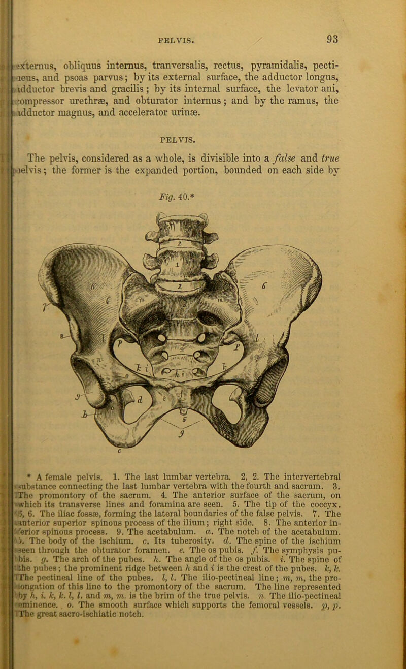 ;■ (: -xixtemus, obliquus intemus, tranversalis, rectus, pyramidalis, pecti- 'leus, and psoas parvus; by its external siuface, the adductor longus, idductor brevus and gracilis ; by its internal surface, the levator ani, compressor urethrae, and obturator intemus; and by the ramus, the s! j; . idductor magnus, and accelerator uiinae. ' PELVIS. [ ' The pelvis, considered as a whole, is divisible into a false and true (; (i ioelvis; the former is the expanded portion, bounded on each side by I* '■-I * A female pelvis. 1. The last lumbar vertebra. 2, 2. The intervertebral mbstance connecting the last lumbar vertebra with the fourth and sacnim. 3. IThe promontory of the sacrum. 4. The anterior surface of the sacnim, on •which its transverse lines and foramina are seen. 5. The tip of the coccyx. '8, 6. The iliac fossae, forming the lateral boundaries of the false pelvis. 7. The ianterior superior spinous process of the ilium; right side. 8. The anterior in- ' ferior spinous process. 9. The acetabulum, a. The notch of the acetabulum. The body of the ischium, c. Its tuberosity, d. Tlic spine of the ischium >seen through the obturator foramen, e. The os pubis. /. The symphysis pu- ' bis. ff. The arch of the pubes, h. The angle of the os pubis, i. The spine of ■ the pubes; the prominent ridge between h and i is the crest of the pubes, k, k. TThe pectineal line of the pubes, 1,1. The ilio-pectineal line ; m, m, the pro- longation of this line to the promontory of the sacrum. The lino represented ' by h, i. k, k. 1,1. and m, m. is the brim of the true pelvis, n. The Uio-poctineal eminence., o. The smooth surface which supports the femoral vessels, j}, p, I The great sacro-ischiatic notch.