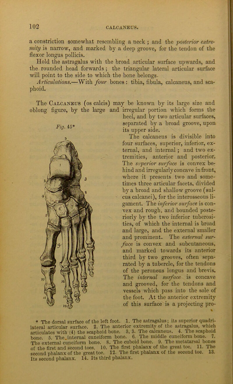 a constriction somewhat resembling a neck ; and the posterior extre- mity is narrow, and marked by a deep groove, for the tendon of the flexor longus pollicis. Hold the astragalus with the broad articular surface upwards, and the rounded head forwards; the triangular lateral articular surface will point to the side to Avhich the bone belongs. Articulations.—With four bones; tibia, fibula, calcaneus, and sca- phoid. Fig. 45* The Calcaneus (os calcis) may be known by its large size and oblong figure, by the large and irregular portion which forms the heel, and by two articular surfaces, separated by a broad groove, upon its upper side. The calcaneus is divisible into four surfaces, superior, inferior, ex- ternal, and internal; and two ex- tremities, anterior and posterior. The superior surface is convex be- hind and irregularly concave in front, where it presents two and some- times three articular facets, divided by a broad and shallow groove (sul- cus calcanei), for the interosseous li- gament. The inferior surface is con- vex and rough, and bounded poste- riorly by the two inferior tuberosi- ties, of which the internal is broad and large, and the external smaller and prominent. The external sur- face is convex and subcutaneous, and marked towards its anterior third by two grooves, often sepa- rated by a tubercle, for the tendons of the peroneus longus and brevis. The internal surface is concave and grooved, for the tendons and vessels which pass into the sole of the foot. At the anterior extremity of this surface is a projecting pro- * The dorsal surface of the left foot. 1. The astragalus; its superior quadri- lateral articular surface. 2. The anterior extremity of the astragalus, which articulates with (4) the scaphoid bone. 3, 3. The calcaneus. 4. The scaphoid bone. 5. The.intemal cuneiform bone. 6. The middle cuneifonn bone. 7. The external cuneiform bone. 8. The cuboid bone. 9. The metatarsal bones of the first and second toes. 10. The first phalanx of the gi-eat toe. 11. The second phalanx of the groat toe. 12. The first phalanx of the second toe. 13. Its second phalanx. 14. Its third phalanx.