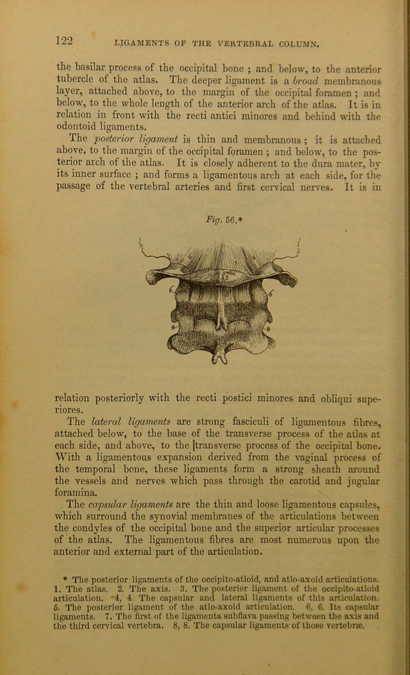 the basilar process of the occipital bone ; and below, to the anterior tubercle of the atlas. The deeper ligament is a broad membranous layer, attached above, to the margin of the occipital foramen ; and below, to the whole length of the artterior arch of the atlas. It is in relation in front with the recti antici minores and behind with the odontoid ligaments. The posterior ligament is thin and membranous ; it is attached above, to the margin of the occipital foramen ; and below, to the pos- terior arch of the atlas. It is closely adherent to the dura mater, by its inner surface ; and forms a ligamentous arch at each side, for the passage of the vertebral arteries and first cervical nerves. It is in Fig. 56.* relation posteriorly with the recti postici minores and obliqui supe- riores. The lateral ligaments are strong fasciculi of ligamentous fibres, attached below, to the base of the transverse process of the atlas at each side, and above, to the [transverse process of the occipital bone. With a ligamentous expansion derived from the vaginal process of the temporal bone, these ligaments form a strong sheath around the vessels and nerves which pass through the carotid and jugular foramina. The capsular ligaments are the thin and loose ligamentous capsides, which surround the synovial membranes of the articulations between the condyles of the occipital bone and the superior articidar processes of the atlas. The ligamentous fibres are most numerous upon the anterior and external part of the articulation. * The posterior ligaments of the occipito-atloid, and atlo-axoid articulations. 1. The atlas. 2. The axis. 3. The posterior ligament of the occipito-atloid articulation. *4, 4. The capsular and lateral ligaments of this articulation. 6. The posterior ligament of the atlo-axoid articulation. 6, 6. Its capsular ligaments. 7. The first of the ligamenta subflava passing between the axis and the third cervical vertebra. 8, 8. The capsular ligaments of those vertebrae.