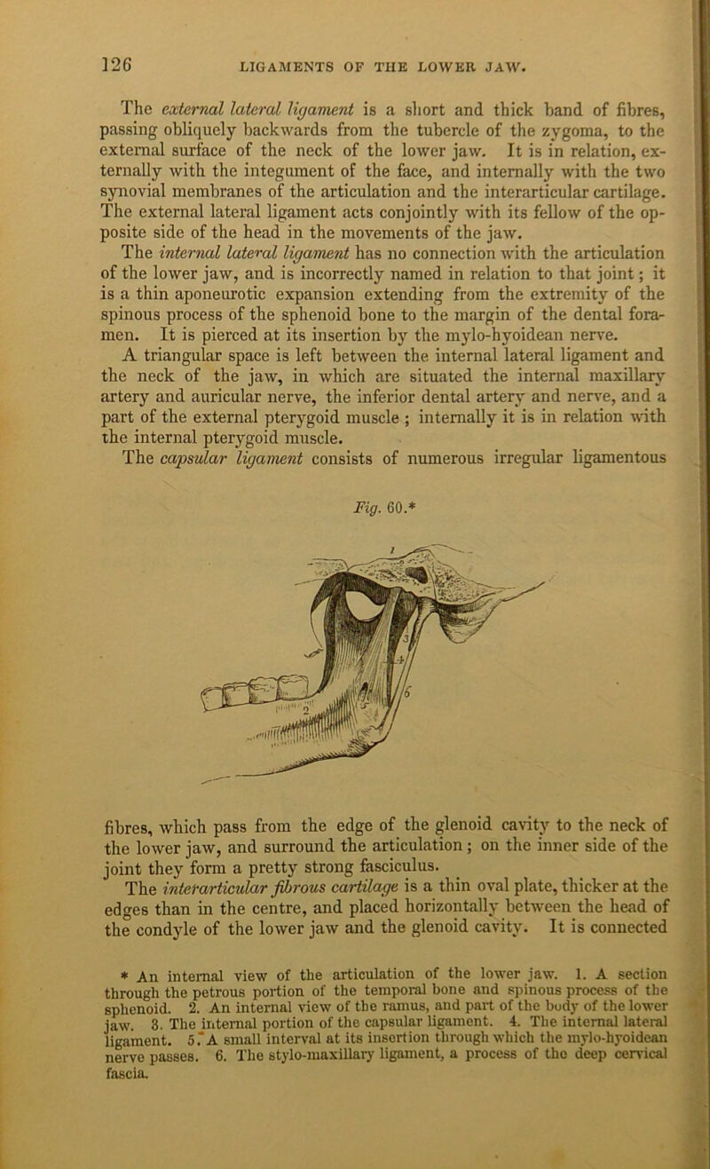 The external lateral ligament is a short and thick hand of fibres, passing obliquely backwards from the tubercle of the zygoma, to the external surface of the neck of the lower jaw. It is in relation, ex- ternaUy with the integument of the face, and internally with the two synovial membranes of the articulation and the interarticular cartilage. The external lateral ligament acts conjointly with its fellow of the op- posite side of the head in the movements of the jaw. The internal lateral ligament has no connection with the articulation of the lower jaw, and is incorrectly named in relation to that joint; it is a thin aponeurotic expansion extending from the extremity of the spinous process of the sphenoid bone to the margin of the dental fora- men. It is pierced at its insertion by the m}do-hyoidean nerve. A triangular space is left between the internal lateral ligament and the neck of the jaw, in which are situated the internal maxillary artery and auricular nerve, the inferior dental artery and nen'e, and a part of the external pterygoid muscle ; internally it is in relation with the internal pterygoid muscle. The capsular ligament consists of numerous irregular ligamentous Fig. 60.* fibres, which pass from the edge of the glenoid cavity to the neck of the lower jaw, and surround the articulation; on the inner side of the joint they form a pretty strong fasciculus. The interarticular fibrous cartilage is a thin oval plate, thicker at the edges than in the centre, and placed horizontally between the head of the condyle of the lower jaw and the glenoid cavity. It is connected * An internal view of the articulation of the lower jaw. 1. A section through the petrous portion of the tempoj-al bone and spinous process of the sphenoid. 2. An internal view of the ramus, and part of the body of the lower jaw. 3. The internal portion of the capsular ligament. 4. The internal lateral ligament. 5.“A small interval at its insertion through which the mylo-hyoidean nerve passes. 6. The stylo-maxillary ligament, a process of the deep cervical fascia.