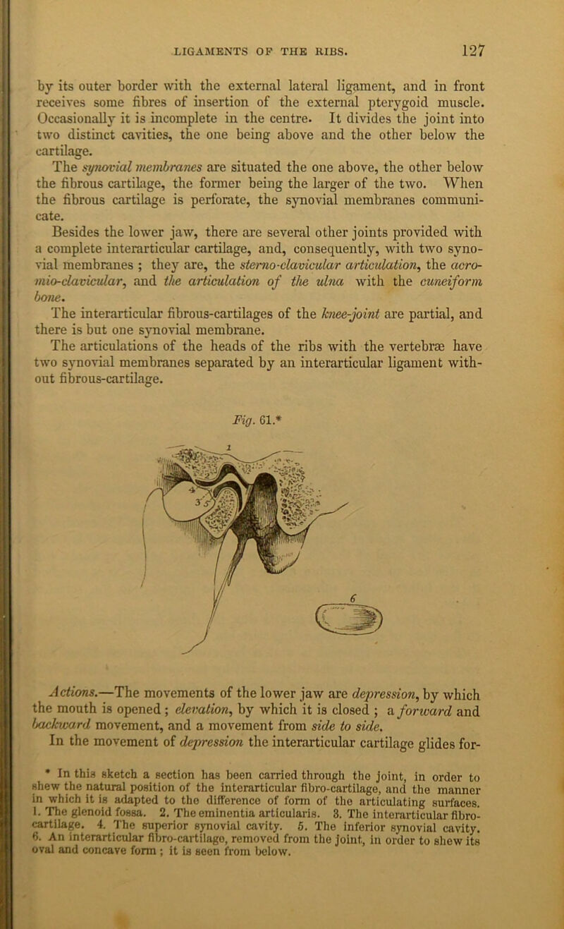 by its outer border with the external lateral ligament, and in front receives some fibres of insertion of the external pterygoid muscle. Occasionally it is incomplete in the centre. It divides the joint into two distinct cavities, the one being above and the other below the cartilage. The spwvial membranes are situated the one above, the other below the fibrous cartilage, the former being the larger of the two. When the fibrous cartilage is perforate, the synovial membranes communi- cate. Besides the lower jaw, there are several other joints provided with a complete interarticular cartilage, and, consequently, with two syno- vial membranes ; they are, the stemo-elavicular articulation, the acro- mio-clavicular, and the articulation of the ulna with the cuneiform bone. The interarticular fibrous-cartilages of the knee-joint are partial, and there is but one synovial membiRne. The articulations of the heads of the ribs with the vertebrae have two synovial membranes separated by an interarticular ligament with- out fibrous-cartilage. Fig. 61.* fictions.—The movements of the lower jaw are depression, by which the mouth is opened; elevation, by which it is closed ; a forward and baekward movement, and a movement from side to side. In the movement of depression the interarticular cartilage glides for- * In this sketch a section has been carried through the joint, in order to shew the natural position of the interarticular fibro-cartilage, and the manner in which it is adapted to the difference of form of the articulating surfaces. 1. The glenoid fossa. 2. The eminentia articularis. 3. The interarticular flbro- cartilage. 4. The superior spovial cavity. 5. The inferior synovial cavity. 6. An interarticular fibro-cartilage, removed from the joint, in order to sliew its oval and concave form ; it is seen from below.