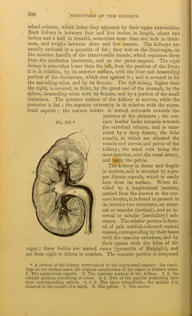 STRUCTURE OE TJIE KIDNEYS. tebral column, which hitter they approach by their upper extremities. • Each kidney is between four and five inches in length, about two inches and a half in breadth, somewhat more than one inch in thick- ness, and weighs between three and five ounces. The kidneys are usually enclosed in a quantity of fat; they rest on the diaphragm, on the anterior lamella of the transversalis muscle, which separates them from the quadratus lumborum, and on the psoas magnus. The ri(jhi kidney is somewhat lower than the left, from the position of the liver; it is in relation, by its anterior surface, with the liver and descending portion of the duodenum, which rest against it ; and is covered in by the ascending colon and by its flexure. The left kidney, higher than the right, is covered, in front, by the great end of the stomach, by the spleen, descending colon with its flexure, and by a portion of the small intestines. The anterior surface of the kidney is convex, while the posterior is flat ; the superior extremity is in relation with the supra- renal capsule ; the convex border is turned outwards towards the parietes of the abdomen ; the con- cave border looks inwards towards the vertebral column, and is exca- vated by a deep fissure, the hilus renalis, in which are situated the vessels and nerves and pelvis of the kidney; the renal vein being the most anterior, next the renal artery, and lastly the pelvis. The kidney is dense and fragile in texture, and is invested by a pro- per fibrous capsule, which is easily tom from its surface. When di- vided by a longitudinal incision, carried from the convex to the con- cave border, it is found to present in its interior two structures, an exter- nal or vascular (cortical), and an in- ternal or tubular (medullary) sub- stance. The tubular portion is form- ed of pale reddish-coloured conical masses, corresponding by their bases with the vascular structure, and by their apices with the hilus of the organ; these bodies are named cones (pyramids of Malpighi), and are from eight to fifteen in number. The vascular portion is composed * A section of the kidney, surmounted by the supra-renal capsule; the swell- ings on the surface mark the original constitution of the organ of distinct lobes. 1. The supra-renal capsule. 2. The vascular portion of the kidney. 3, 3. Its tubular portion, consisting of cones. 4, 4. Two of the papillae projecting into their corresponding calices. 5, 5, 5. The three infundibula; the middle 5 is situated in the mouth of a calyx. 6. The pelvis. 7. The ureter.