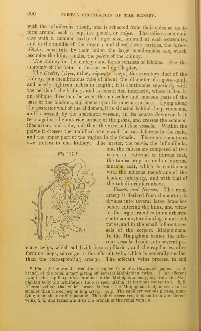with the uriniferous tubuli, ami is reflected from their sides so as to form around each a cup-like pouch, or calyx. The calices communi- cate with a common cavity of larger size, situated at each extremity, and in the middle of the organ ; and these three cavities, the infun- dibula, constitute by their union the large membranous sac, which occupies the hilus renalis, the pelvis of the kidney. The kidney in the embryo and foetus consists of lobules. See the anatomy of the foetus in the succeeding Chapter. The Ureter, (ou^av, urine, rv^uv, to keep,) the excretory duct of the kidnej, is a membranous tube of about the diameter of a goose-quill, and nearly eighteen inches in length ; it is continuous superiorly with the pelvis of the kidney, and is constricted inferiorly, where it lies in an oblique direction between the muscular and mucous coats of the base of the bladder, ami opens upon its mucous surface. Lying along the posterior wall of the abdomen, it is situated behind the peritoneum, and is crossed by the spermatic vessels; in its course downwards it rests against the anterior surface of the psoas, and crosses the common iliac artery and vein, and then the external iliac vessels. Within the pelvis it crosses the umbilical artery and the vas deferens in the male, and the upper part of the vagina in the female. There are sometimes two ureters to one kidney. The ureter, the pelvis, the infundibula, and the calices are composed of two coats, an external or fibrous coat, the tunica propria; and an internal mucous coat, which is continuous with the mucous membrane of the bladder inferiorly, and with that of the tubuli uriniferi above. Vessels and Nerves,—The renal artery is derived from the aorta; it divides into several large branches before entering the hilus, and with- in the organ ramifies in an arbores- cent manner, terminating in nutrient twigs, and in the small inferent ves- sels of the corpora Malpighiana. In the Malpighian bodies the infe- rent vessels divide into several pri- mary twigs, which subdivide into capillaries, and the capillaries, after forming loops, converge to the efferent vein, which is generally smaller than the corresponding arter3^ The efferent veins proceed to and • Plan of the renal circulation ; copied from Mr. Bowman’s paper, a. A branch of the renal artery giving off several Malpighian twigs. 1. An efferent twig to the capillary tuft contained in the Malpighian body, m-, from the Mal- pighian body the uriniferous tube is seen taking its tortuous course to t. 2, 2. Efferent veins ; that which proceeds from the Malpighian body is seen to bo smaller than the corresponding artery, p, p. The capillary venous plexus, rami- fying upon the uriniferous tube. This plexus receives its blood from the efferent veins, 2, 2, and transmits it to the branch of the renal vein, v. Fig. 187.*