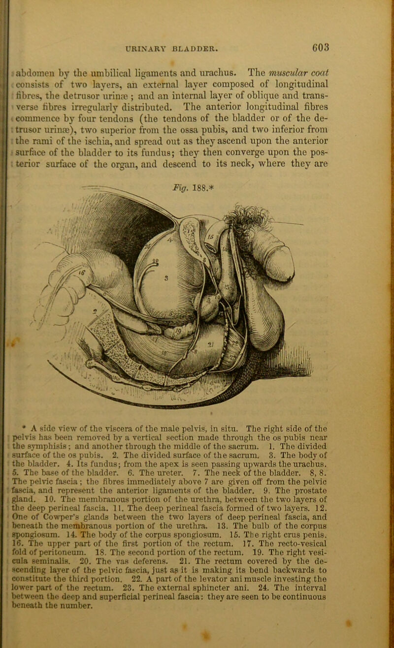abdomen by the umbilical ligaments and urachus. The miiscular coat j consists of two layers, an external layer composed of longitudinal | tibres, the detrusor urime ; and an internal layer of oblique and trans- | verse fibres irregularly distributed. The anterior longitudinal fibres I commence by four tendons (the tendons of the bladder or of the de- trusor urime), two superior from the ossa pubis, and two inferior from the rami of the ischia, and spread out as they ascend upon the anterior surface of the bladder to its fundus; they then converge upon the pos- terior surface of the organ, and descend to its neck, where they are • A side view of the viscera of the male pelvis, in situ. The right side of tlie pelvis has been removed by a vertical section made through the os pubis near the symphisis; and another through the middle of the sacrum. 1. The divided surface of the os pubis. 2. The divided surface of the sacrum. 3. The body of the bladder. 4. Its fundus; from the apex is seen passing upwards the urachus. •5. The base of the bladder. 6. The ureter. 7. The neck of the bladder. 8, 8. The pelvic fascia; the fibres immediately above 7 are given off from the pelvic fascia, and represent the anterior ligaments of the bladder. 9. The prostate gland. 10. The membranous portion of the urethra, between the two layers of the deep perineal fascia. 11. The deep perineal fascia formed of two layers. 12. One of Cowper’s glands between the two layers of deep perineal fascia, and beneath the membranous portion of the urethra. 13. The bulb of the corpus spongiosum. 14. The body of the corpus spongiosum. 16. The right crus penis. 16. The upper part of the first portion of the rectum. 17. The recto-vesical fold of peritoneum. 18. The second portion of the rectum. 19. The right vesi- cula seminalis. 20. The vas deferens. 21. The rectum covered by the de- scending layer of the pelvic fascia, just ag it is making its bend backwards to constitute the third portion. 22. A part of the levator ani muscle investing the lower part of the rectum. 23. The external sphincter ani. 24. Tlie interval between the deep and superficial perineal fascia: they are seen to be continuous beneath the number.