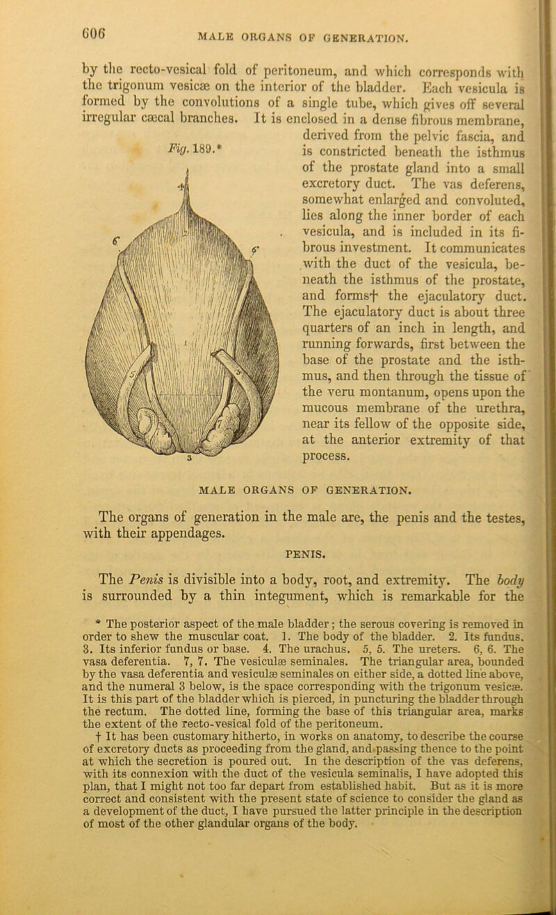 GOG MALE ORGANS OF GENERATION. by the recto-vesical fold of peritoneum, and which corresponds witli the trigonum vesicae on the interior of the bladder. Each vesicula is formed by the convolutions of a single tube, which gives off several irregular caecal branches. It is enclosed in a dense fibrous membrane, derived from the pelvic fascia, and Fig. 189.* is constricted beneath the isthmus of the prostate gland into a small excretory duct. The vas deferens, somewhat enlarged and convoluted, lies along the inner border of each vesicula, and is included in its fi- brous investment. It communicates with the duct of the vesicula, be- neath the isthmus of the prostate, and forms’h the ejaculatory duct. The ejaculatory duct is about three quarters of an inch in length, and running forwards, first between the base of the prostate and the isth- mus, and then through the tissue of the veru montanum, opens upon the mucous membrane of the urethra, near its fellow of the opposite side, at the anterior extremity of that process. MALE ORGANS OF GENERATION. The organs of generation in the male are, the penis and the testes, with their appendages. PENIS. The Penis is divisible into a body, root, and extremity. The body is surrounded by a thin integument, wliich is remarkable for the * The posterior aspect of the male bladder; the serous covering is removed in order to shew the muscular coat. 1. The body of the bladder. 2. Its fundus. 3. Its inferior fundus or base. 4. The urachus. 5, 5. The ureters. 6, 6. The vasa deferentia. 7, 7. The vesiculse seminales. The triangular area, bounded by the vasa deferentia and vesiculae seminales on either side, a dotted line above, and the numeral 3 below, is the space corresponding with the trigonum vesicae. It is this part of the bladder which is pierced, in puncturing the bladder through the rectum. The dotted line, forming the base of this triangular area, marks the extent of the recto-vesical fold of the peritoneum. t It has been customaiy hitherto, in works on anatomy, to describe the course of excretory ducts as proceeding from the gland, and.passing thence to the point at which the secretion is poured out. In the description of the vas deferens, with its connexion with the duct of the vesicula seminalis, I have adopted this plan, that I might not too far depart from established habit. But as it is more correct and consistent with the present state of science to consider the gland as a development of the duct, I have pursued the latter principle in the description of most of the other glandular organs of the body.