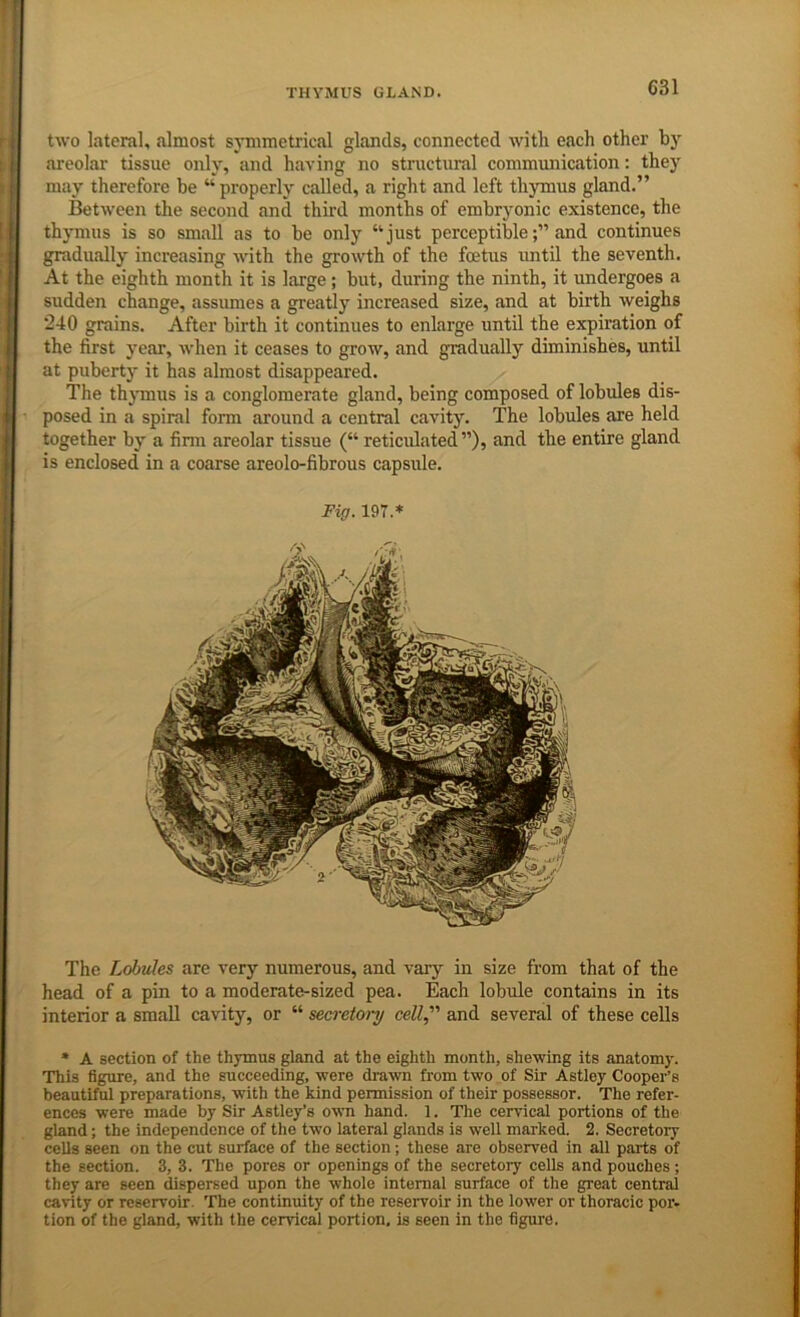 two lateral, almost symmetrical glands, connected witli each other by areolar tissue only, and having no structural communication: they may therefore be “ properly called, a right and left thymus gland.” Between the second and third months of embryonic existence, the thymus is so small as to be only “just perceptibleand continues gradually increasing Avith the growth of the foetus until the seventh. At the eighth month it is large; but, during the ninth, it undergoes a sudden change, assumes a greatly increased size, and at birth weighs 240 grains. After birth it continues to enlarge until the expiration of the first year, when it ceases to grow, and gradually diminishes, until at puberty it has almost disappeared. The thjTuus is a conglomerate gland, being composed of lobules dis- posed in a spiral form around a central cavity. The lobules are held together by a firm areolar tissue (“ reticulated”), and the entire gland is enclosed in a coarse areolo-fibrous capsule. Fig. 197.* The Lobules are very numerous, and \'ary in size from that of the head of a pin to a moderate-sized pea. Each lobule contains in its interior a small cavity, or “ secretory cell, and several of these cells • A section of the thymus gland at the eighth month, shewing its anatomy'. This figure, and the succeeding, were drawn from two of Sir Astley Cooper’s beautiful preparations, with the kind permission of their possessor. The refer- ences were made by Sir Astley’s own band. 1. The cervical portions of the gland; the independence of the two lateral glands is well marked. 2. Secretory cells seen on the cut surface of the section; these are observed in all parts of the section. 3, 3. The pores or openings of the secretory cells and pouches; they are seen dispersed upon the whole internal surface of the great central cavity or reservoir. The continuity of the reservoir in the lower or thoracic por- tion of the gland, with the cervical portion, is seen in the figure.