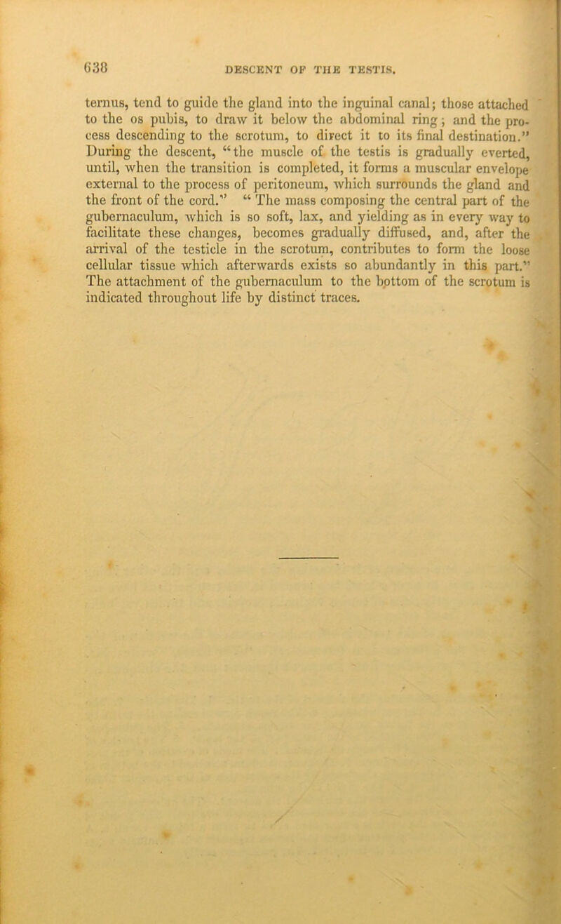 ternus, tend to guide tlie gland into the inguinal canal; those attached ' to the 08 pubis, to draw it below the abdominal ring; and the pro- cess descending to the scrotum, to direct it to its final destination.” During the descent, “the muscle of the testis is gradually everted, until, when the transition is completed, it forms a muscular envelope external to the process of peritoneum, which surrounds the gland and the front of the cord.” “ The mass composing the central part of the gubernaculum, which is so soft, lax, and yielding as in every way to facilitate these changes, becomes gradually diffused, and, after the .mrival of the testicle in the scrotum, contributes to form the loose cellular tissue which afterwards exists so abundantly in this part.” The attachment of the gubernaculum to the bpttom of the scrotum is indicated throughout life by distinct traces.