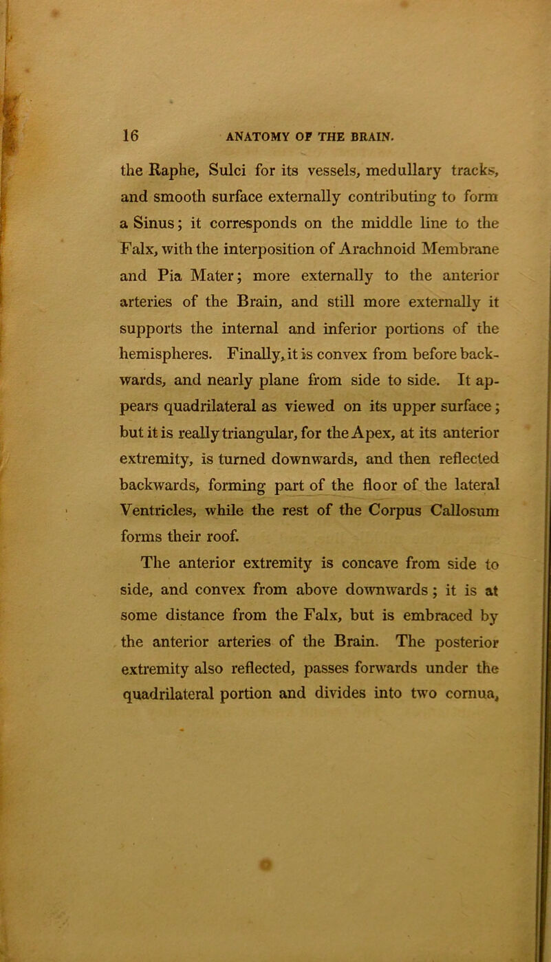 the Raphe, Sulci for its vessels, medullary tracks, and smooth surface externally contributing to form a Sinus; it corresponds on the middle line to the Falx, with the interposition of Arachnoid Membrane and Pia Mater; more externally to the anterior arteries of the Brain, and still more externally it supports the internal and inferior portions of the hemispheres. Finally, it is convex from before back- wards, and nearly plane from side to side. It ap- pears quadrilateral as viewed on its upper surface; but it is really triangular, for the Apex, at its anterior extremity, is turned downwards, and then reflected backwards, forming part of the floor of the lateral Ventricles, while the rest of the Corpus Callosum forms their roof. The anterior extremity is concave from side to side, and convex from above downwards; it is at some distance from the Falx, but is embraced by the anterior arteries of the Brain. The posterior extremity also reflected, passes forwards under the quadrilateral portion and divides into two cornua.