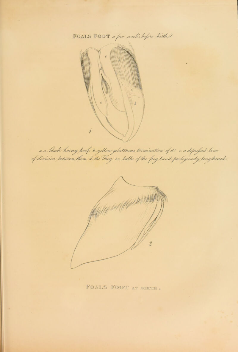 n' M&tW/y. //uw^. /j. /yf/Zn/zy/y/// /fc>///rt? s//Zbri //f r. // s/y / ///’ /// f r,>/. s/. //r 7y//Jvy. f.r . /’////j ///r /’r/ t/s/// tcr///y/(v/if/y /s ///p/Z/r it///. FOAI..S ]FOOT A'.r BJIRTM o