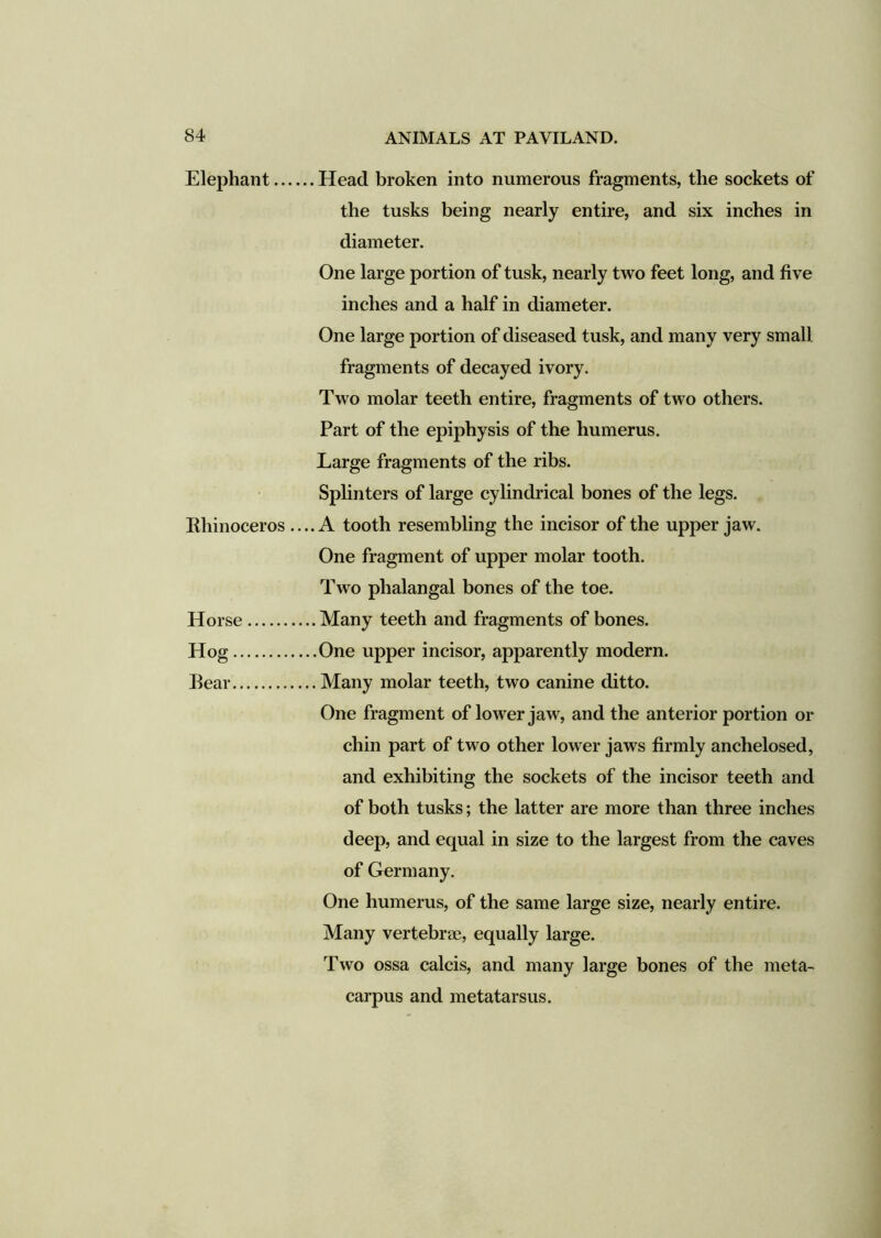 Elephant Head broken into numerous fragments, the sockets of the tusks being nearly entire, and six inches in diameter. One large portion of tusk, nearly two feet long, and five inches and a half in diameter. One large portion of diseased tusk, and many very small fragments of decayed ivory. Two molar teeth entire, fragments of two others. Part of the epiphysis of the humerus. Large fragments of the ribs. Splinters of large cylindrical bones of the legs. Rhinoceros ....A tooth resembling the incisor of the upper jaw. One fragment of upper molar tooth. Two phalangal bones of the toe. Horse Many teeth and fragments of bones. Hog One upper incisor, apparently modern. Bear Many molar teeth, two canine ditto. One fragment of lower jaw, and the anterior portion or chin part of two other lower jaws firmly anchelosed, and exhibiting the sockets of the incisor teeth and of both tusks; the latter are more than three inches deep, and equal in size to the largest from the caves of Germany. One humerus, of the same large size, nearly entire. Many vertebrae, equally large. Two ossa calcis, and many large bones of the meta- carpus and metatarsus.