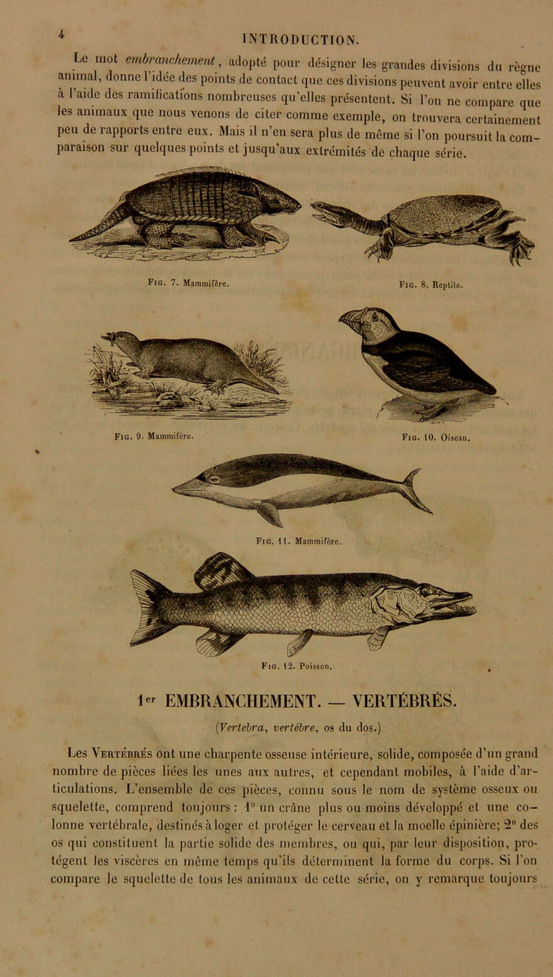 Le mot embranchement, adopté pour désigner les grandes divisions du règne animal, donne 1 idée des points de contact que ces divisions peuvent avoir entre elles a l’aide des ramifications nombreuses qu’elles présentent. Si l’on ne compare que les animaux que nous venons de citer comme exemple, on trouvera certainement peu de rapports entre eux. Mais il n’en sera plus de même si l’on poursuit la com- paraison sur quelques points et jusqu’aux extrémités de chaque série. Fig. 7. Mammifère. Fig. 8. Reptile. Fig. 9. Mammifère. Fig. 10. Oiseau. Fig. 11. Mammifère. Fig. 12. Poisson. 1- EMBRANCHEMENT. — VERTÉBRÉS. (Vertebra, vertèbre, os du dos.) Les Vertébrés ont une charpente osseuse intérieure, solide, composée d’un grand nombre de pièces liées les unes aux autres, et cependant mobiles, à l’aide d’ar- ticulations. L’ensemble de ces pièces, connu sous le nom de système osseux ou squelette, comprend toujours : 1° un crâne plus ou moins développé et une co- lonne vertébrale, destinés à loger et protéger le cerveau et la moelle épinière; 2° des os qui constituent la partie solide des membres, ou qui, par leur disposition, pro- tègent les viscères en même temps qu’ils déterminent la forme du corps. Si l’on compare le squelette de tous les animaux de cette série, on y remarque toujours