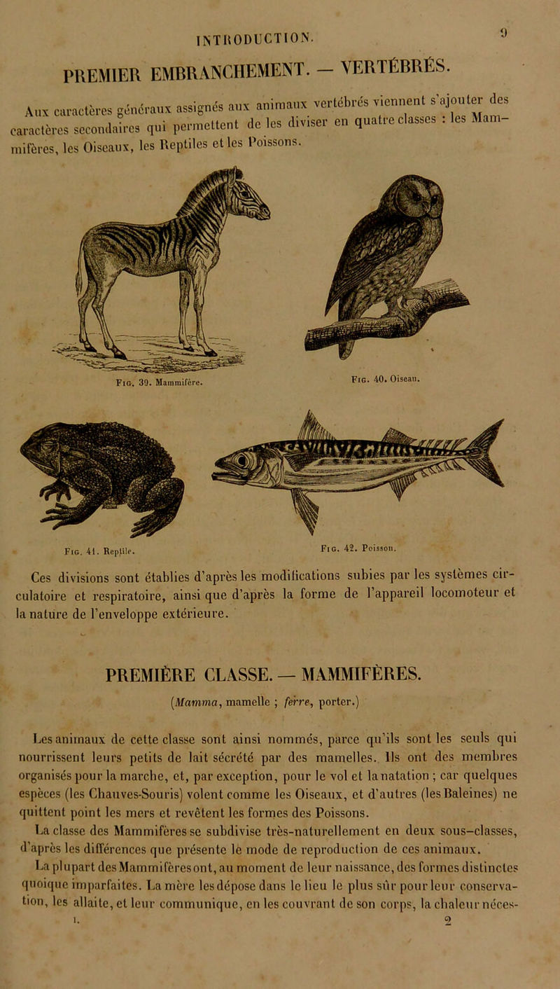 PREMIER EMBRANCHEMENT. — VERTÉBRÉS. Aux caractères generaux assignés aux animaux vertébrés viennent s'ajouter des caractères secondaires qui permettent de les diviser en quatre classes : les Mam- mifères, les Oiseaux, les Reptiles et les Poissons. Fig. 39. Mammifère. Fig. 40.Oiseau. Fig. 41. Repfile. Fig. 42. Poisson. Ces divisions sont établies d’après les modiiications subies par les systèmes cir- culatoire et respiratoire, ainsi que d’après la forme de 1 appareil locomoteur et la nature de l’enveloppe extérieure. PREMIÈRE CLASSE. — MAMMIFÈRES. (.Mamma, mamelle ; ferre, porter.) Les animaux de cette classe sont ainsi nommés, parce qu’ils sont les seuls qui nourrissent leurs petits de lait sécrété par des mamelles. Us ont des membres organisés pour la marche, et, par exception, pour le vol et lanatation ; car quelques espèces (les Chauves-Souris) volent comme les Oiseaux, et d'autres (les Baleines) ne quittent point les mers et revêtent les formes des Poissons. Raclasse des Mammifères se subdivise très-naturellement en deux sous-classes, d’après les différences que présente le mode de reproduction de ces animaux. La plupart des Mammifères ont, au moment de leur naissance, des formes distinctes quoique imparfaites. La mère les dépose dans le lieu le plus sûr pour leur conserva- tion, les allaite, et leur communique, en les couvrant de son corps, la chaleur néces- i. 2