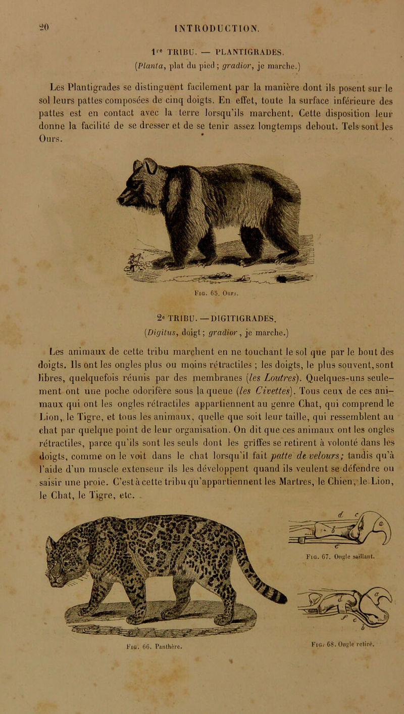 1 TRIBU. — PLANTIGRADES. (Planta, plat du pied; gradior, je marche.) Les PI an ti grades se distinguent facilement par la manière dont ils posent sur le sol leurs pattes composées de cinq doigts. En effet, toute la surface inférieure des pattes est en contact avec la terre lorsqu’ils marchent. Cette disposition leur donne la facilité de se dresser et de se tenir assez longtemps debout. Tels sont les Ours. Fig. 65. Ours. 2« TRIBU. — DIGITIGRADES. [Digitus, doigt; gradior, je marche.) Les animaux de cette tribu marchent en ne touchant le sol que par le bout des doigts. Ils ont les ongles plus ou moins rétractiles ; les doigts, le plus souvent,sont libres, quelquefois réunis par des membranes (les Loutres). Quelques-uns seule- ment ont une poche odorifère sous la queue (les Civettes). Tous ceux de ces ani- maux qui ont les ongles rétractiles appartiennent au genre Chat, qui comprend le Lion, le Tigre, et tous les animaux, quelle que soit leur taille, qui ressemblent au chat par quelque point de leur organisation. On dit que ces animaux ont les ongles rétractiles, parce qu’ils sont les seuls dont les griffes se retirent à volonté dans les doigts, comme on le voit dans le chat lorsqu’il fait patte de velours; tandis qu’à l’aide d’un muscle extenseur ils les développent quand ils veulent se défendre ou saisir une proie. C’est à celte tribu qu’appartiennent les Martres, le Chien, le Lion, le Chat, le Tigre, etc. . « Fia. GG. Panthère. Fig.- 68. Ongle relire.