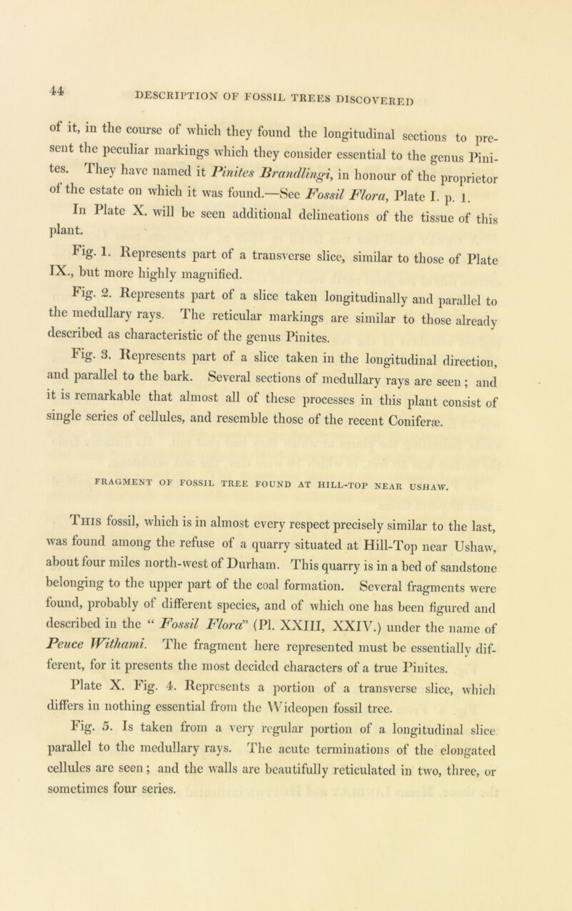 of it, in the course of which they found the longitudinal sections to pre- sent the peculiar markings which they consider essential to the genus Pini- tes. They have named it Pinites Brandlingi, in honour of the proprietor of the estate on which it was found.—See Fossil Flora, Plate I. p. l. In Plate X. will he seen additional delineations of the tissue of this plant. Fig. 1. Represents part of a transverse slice, similar to those of Plate IX., but more highly magnified. Fig. 2. Represents part of a slice taken longitudinally and parallel to the medullary rays. The reticular markings are similar to those already described as characteristic of the genus Pinites. Fig. 3. Represents part of a slice taken in the longitudinal direction, and parallel to the bark. Several sections of medullary rays are seen ; and it is remarkable that almost all of these processes in this plant consist of single series of cellules, and resemble those of the recent Coniferse. FRAGMENT OF FOSSIL TREE FOUND AT HILL-TOP NEAR USHAW. 1 HIS fossil, which is in almost every respect precisely similar to the last, was found among the refuse of a quarry situated at Hill-Top near Ushaw, about four miles north-west of Durham. This quarry is in a bed of sandstone belonging to the upper part of the coal formation. Several fragments were found, probably of different species, and of which one has been figured and described in the “ Fossil Floret (PI. XXIII, XXIV.) under the name of Pence VFithami. The fragment here represented must be essentially dif- ferent, for it presents the most decided characters of a true Pinites. Plate X. Fig. 4. Represents a portion of a transverse slice, whicli differs in nothing essential from the Wideopen fossil tree. Fig. 5. Is taken from a very regular portion of a longitudinal slice parallel to the medullary rays. Tlie acute terminations of the elongated cellules are seen; and the walls are beautifully reticulated in two, three, or sometimes four series.