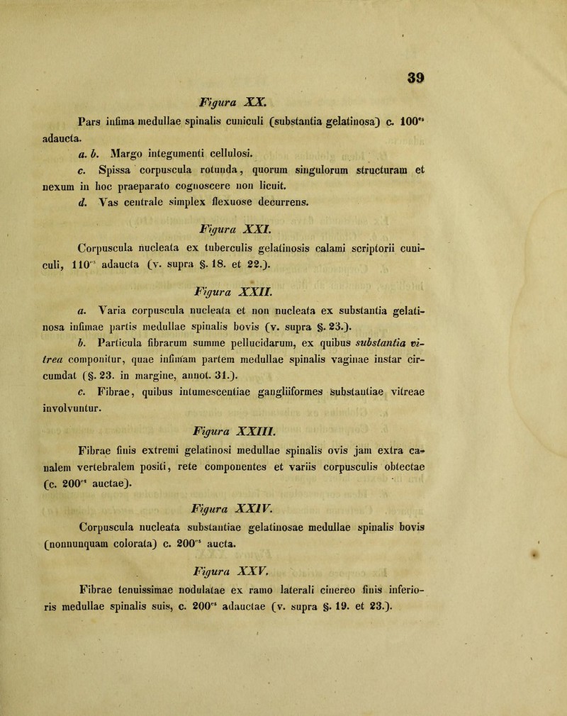 Figura XX. Pars infima medullae spinalis cuniculi (substantia gelatinosa) c. 100*! adaucta. a. b. Margo integumenti cellulosi. c. Spissa corpuscula rotunda, quorum singulorum structuram et nexum in hoc praeparato cognoscere non licuit. d. Vas centrale simplex flexuose decurrens. Figura XXI. Corpuscula nucleata ex tuberculis gelatinosis calami scriptorii cuni- culi, 110'3 adaucta (v. supra §.18. et 22.). Figura XXII. a. Yaria corpuscula nucleata et non nucleata ex substantia gelati- nosa infimae partis medullae spinalis bovis (v. supra §. 23.). b. Particula fibrarum summe pellucidarum, ex quibus substantia vi- trea componitur, quae infimam partem medullae spinalis vaginae instar cir- cumdat (§. 23. in margine, annot. 31.). c. Fibrae, quibus intumescentiae gangliiformes substantiae vitreae involvuntur. Figura XXIII. Fibrae fiuis extremi gelatinosi medullae spinalis ovis jam extra ca- nalem vertebralem positi, rete componentes et variis corpusculis obtectae (c. 200PS auctae). Figura XXIV. Corpuscula nucleata substantiae gelatinosae medullae spinalis bovis (nonnuuquam colorata) c. 200s aucta. Figura XXV. Fibrae tenuissimae nodulatae ex ramo laterali cinereo finis inferio- ris medullae spinalis suis, c. 200es adauctae (v. supra §. 19. et 23.).