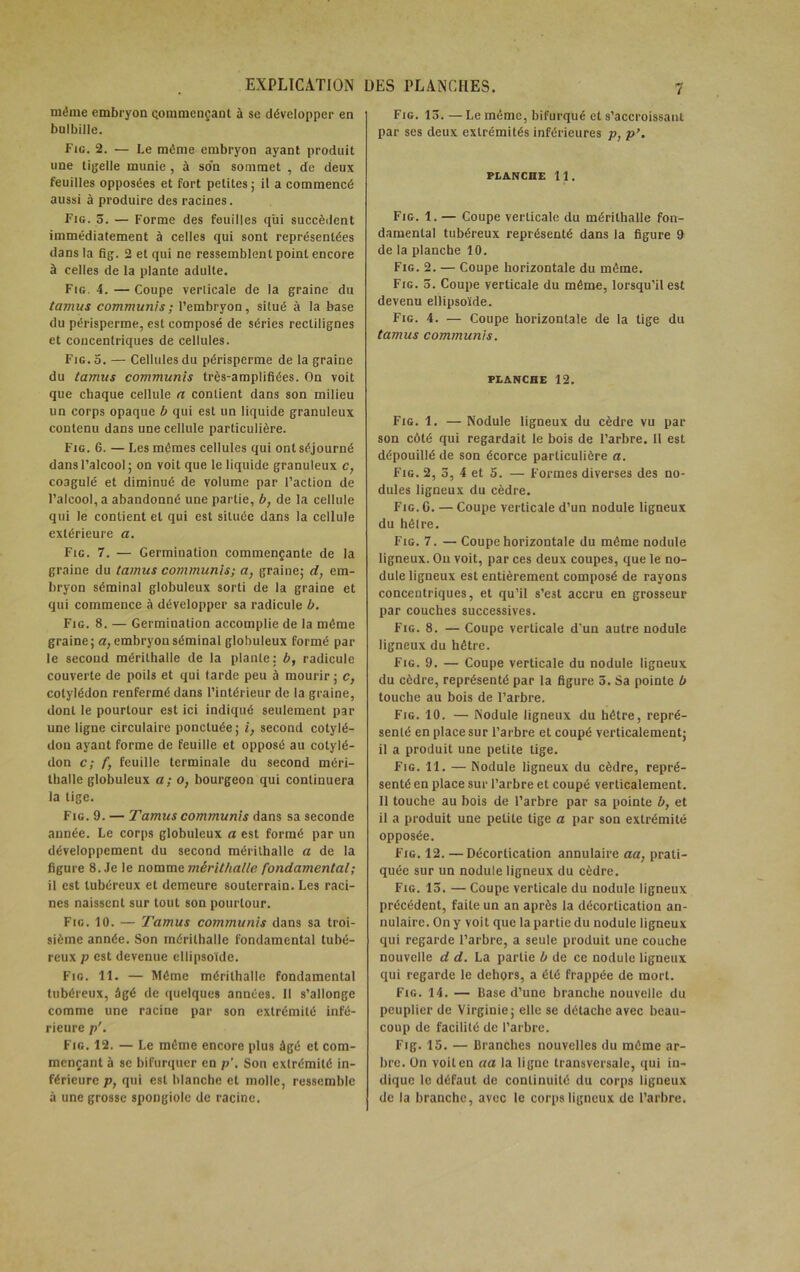 même embryon commençant à se développer en bulbille. Fie. 2. — Le même embryon ayant produit une tigelle munie, à so'n sommet , de deux feuilles opposées et fort petites; il a commencé aussi à produire des racines. Fig. 5. — Forme des feuilles qui succèdent immédiatement à celles qui sont représentées dans la fig. 2 et qui ne ressemblent point encore à celles de la plante adulte. Fig. 4. — Coupe verticale de la graine du tamus communi s ; l’embryon, situé à la base du périsperme, est composé de séries rectilignes et concentriques de cellules. Fig. 5. — Cellules du périsperme de la graine du tamus communis très-amplifiées. On voit que chaque cellule n contient dans son milieu un corps opaque b qui est un liquide granuleux contenu dans une cellule particulière. Fig. 6. — Les mômes cellules qui ont séjourné dans l’alcool; on voit que le liquide granuleux c, coagulé et diminué de volume par l’action de l’alcool, a abandonné une partie, b, de la cellule qui le contient et qui est située dans la cellule extérieure a. Fig. 7. — Germination commençante de la graine du lamies communis; a, graine; d, em- bryon séminal globuleux sorti de la graine et qui commence à développer sa radicule b. Fig. 8. — Germination accomplie de la même graine; a, embryon séminal globuleux formé par le second mérilhalle de la plante: b, radicule couverte de poils et qui tarde peu à mourir ; c, cotylédon renfermé dans l’intérieur de la graine, dont le pourtour est ici indiqué seulement par une ligne circulaire ponctuée; i, second cotylé- don ayant forme de feuille et opposé au cotylé- don c; /, feuille terminale du second méri- tballe globuleux a; o, bourgeon qui continuera la tige. Fig. 9. — Tamies communis dans sa seconde année. Le corps globuleux a est formé par un développement du second mérithalle a de la figure 8. Je le nomme mérilhalle fondamental; il est lubéreux et demeure souterrain. Les raci- nes naissent sur tout son pourtour. Fig. 10. — Tamus communis dans sa troi- sième année. Son mérithalle fondamental tubé- reux p est devenue ellipsoïde. Fig. 11. — Même mérilhalle fondamental tubéreux, âgé de quelques années. 11 s’allonge comme une racine par son extrémité infé- rieure p'. Fig. 12. — Le même encore plus âgé et com- mençant à se bifurquer en p'. Son extrémité in- férieure p, qui est blanche et molle, ressemble à une grosse spongiolc de racine. Fig. 15. —Le même, bifurqué et s’accroissant par ses deux extrémités inférieures p, p’. PLANCHE 11. Fig. 1. — Coupe verticale du mérithalle fon- damental tubéreux représenté dans la figure 9 de la planche 10. Fig. 2. — Coupe horizontale du même. Fig. 5. Coupe verticale du même, lorsqu’il est devenu ellipsoïde. Fig. 4. — Coupe horizontale de la tige du tamus communis. PLANCHE 12. Fig. 1. — Nodule ligneux du cèdre vu par son côté qui regardait le bois de l’arbre. Il est dépouillé de son écorce particulière a. Fig. 2, 5, 4 et 5. — Formes diverses des no- dules ligneux du cèdre. Fig. G. — Coupe verticale d’un nodule ligneux du hêlre. Fig. 7. — Coupe horizontale du même nodule ligneux. Ou voit, par ces deux coupes, que le no- dule ligneux est entièrement composé de rayons concentriques, et qu’il s’e3l accru en grosseur par couches successives. Fig. 8. — Coupe verticale d'un autre nodule ligneux du hêtre. Fig. 9. — Coupe verticale du nodule ligneux du cèdre, représenté par la figure 5. Sa pointe b touche au bois de l’arbre. Fig. 10. — Nodule ligneux du hêtre, repré- senté en place sur l’arbre et coupé verticalement; il a produit une petite tige. Fig. 11. — Nodule ligneux du cèdre, repré- senté en place sur l’arbre et coupé verticalement. Il touche au bois de l’arbre par sa pointe b, et il a produit une petite lige a par son extrémité opposée. Fig. 12. —Décortication annulaire aa, prati- quée sur un nodule ligneux du cèdre. Fig. 15. — Coupe verticale du nodule ligneux précédent, faite un an après la décortication an- nulaire. On y voit que la partie du nodule ligneux qui regarde l’arbre, a seule produit une couche nouvelle d d. La partie b de ce nodule ligneux qui regarde le dehors, a été frappée de mort. Fig. 14. — Base d’une branche nouvelle du peuplier de Virginie; elle se détache avec beau- coup de facilité de l’arbre. Fig. 15. — Branches nouvelles du même ar- bre. On voit en aa la ligne transversale, qui in- dique le défaut de continuité du corps ligneux de la branche, avec le corps ligneux de l’arbre.