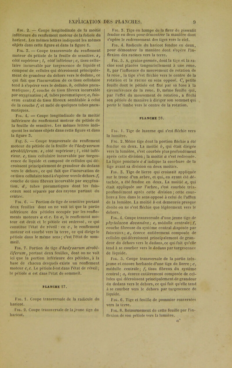 Fig. 2. — Coupe longitudinale de la moitié inférieure du renflement moteur de la foliole du haricot. Les mêmes lettres indiquent les mêmes objets dans cette figure et dans la figure 1. Fig. 5. — Coupe transversale du renflement moteur du pétiole de la feuille de sensitive, s, côté supérieur; i, côté inférieur; c, tissu cellu- laire incurvable par turgescence de liquide et composé de cellules qui décroissent principale- ment de grandeur du dehors vers le dedans, ce qui fait que l’incurvation de ce tissu cellulaire tend à s’opérer vers le dedans, b, cellules pneu- matiques; f, couche de tissu fibreux incurvable par oxygénation ; d, tubes pneumatiques; a, fais- ceau central de tissu fibreux semblable à celui de la couche f, et mêlé de quelques tubes pneu- matiques. Fig. 4. — Coupe longitudinale de la moitié inférieure du renflement moteur du pétiole de la feuille de sensitive. Les mêmes lettres indi- quent les mêmes objets dans cette figure et dans la figure 3. Fig. 5. — Coupe transversale du renflement moteur du pétiole de la feuille de Vhedysarum slrobiliferiim. s, côté supérieur; i, côté infé- rieur. c, tissu cellulaire incurvable par turges- cence de liquide et composé de cellules qui dé- croissent principalement de grandeur du dedans vers le dehors, ce qui fait que l’incurvation de ce tissu cellulaire tend à s’opérer vers le dehors, f, couche de tissu fibreux incurvable par oxygéna- tion. d, tubes pneumatiques dont les fais- ceaux sont séparés par des rayons partant du centre. Fig. 6. — Portion de lige de sensitive portant deux feuilles dont on ne voit ici que la partie inférieure des pétioles occupée par les renfle- ments moteurs a et c. En a, le renflement mo- teur est droit et le pétiole est redressé, ce qui constitue l’état de réveil : en c, le renflement moteur est courbé vers la terre, ce qui dirige le pétiole dans le même sens; c’est l’état de som- meil. Fig. 7. Portion de tige A'hedysarum strobi- liferum, portant deux feuilles, dont on ne voit ici que la portion inférieure des pétioles, à la base de chacun desquels existe un renflement moteur c,c. Le pétiole b est dans l’étal de réveil; le pétiole a est dans l’état de sommeil. PLANCHE 17. Fig. 1. Coupe transversale de la radicule du haricot. Fig. 2. Coupe transversale de la jeune tige du haricot. Fig. 5. Tige ou hampe de la fleur du pissenlit fendue en deux pour démontrer la manière dont s’opère le redressement des liges vers le ciel. Fig. 4. Radicule du haricot fendue en deux, pour démontrer la manière dont s’opère l’in- flexion des racines vers la terre. Fig. 5. A, graine germée, dont la tige et la ra- cine sont placées tangenliellement à une roue. B, par l’influence du mouvement de rotation de la roue , la tige s’est fléchie vers le centre de la rotation et la racine en sens opposé. C, petite feuille dont le pétiole est fixé par sa base à la circonférence de la roue. D, même feuille qui, par l'effet du mouvement de rotation, a fléchi son pétiole de manière à diriger son sommet qui porte le limbe vers le centre de la rotation. PLANCHE 18. Fig. 1. Tige de luzerne qui s’est fléchie vers la lumière. Fig. 2. Même tige dout la portion fléchie a été fendue en deux. La moitié b, qui était dirigée vers la lumière, s’est courbée plus profondément après cette division; la moitié a s’est redressée. La ligne ponctuée c d indique la courbure de la tige avant sa division en deux moitiés. Fig. 3. Tige de lierre qui croissait appliquée sur le tronc d’un arbre, et qui, en ayant été dé- tachée, a été fendue en deux. La moitié a, qui était appliquée sur l’arbre, s’est courbée très- profondément après celte division ; celle cour- bure a lieu dans le sens opposé à celui de l’afflux de la lumière. La moitié b est demeurée presque droite ou ne s’est fléchie que légèrement vers le dehors. Fig. 4. Coupe transversale d’une jeune tige de pbytolacca decandra; c, médulle centrale;/', couche fibreuse du système central disposée par faisceaux; a, écorce entièrement composée de cellules qui décroissent principalement de gran- deur du dehors vers le dedans, ce qui fait qu’elle tend à se courber vers le dedans par turgescence de liquide. Fig. 5. Coupe transversale de la partie très- jeune et encore herbacée d’une lige de lierre ; c, médulle centrale; f, tissu fibreux du système central; a, écorce entièrement composée de cel- lules qui décroissent principalement de grandeur du dedans vers le dehors, ce qui fait qu’elle tend à se courber vers le dehors par turgescence de liquide. Fig. 6. Tige et feuille de pommier renversées vers la terre. Fig. 8. Retournement de celte feuille par l’in- flexion de son pétiole vers la lumière.