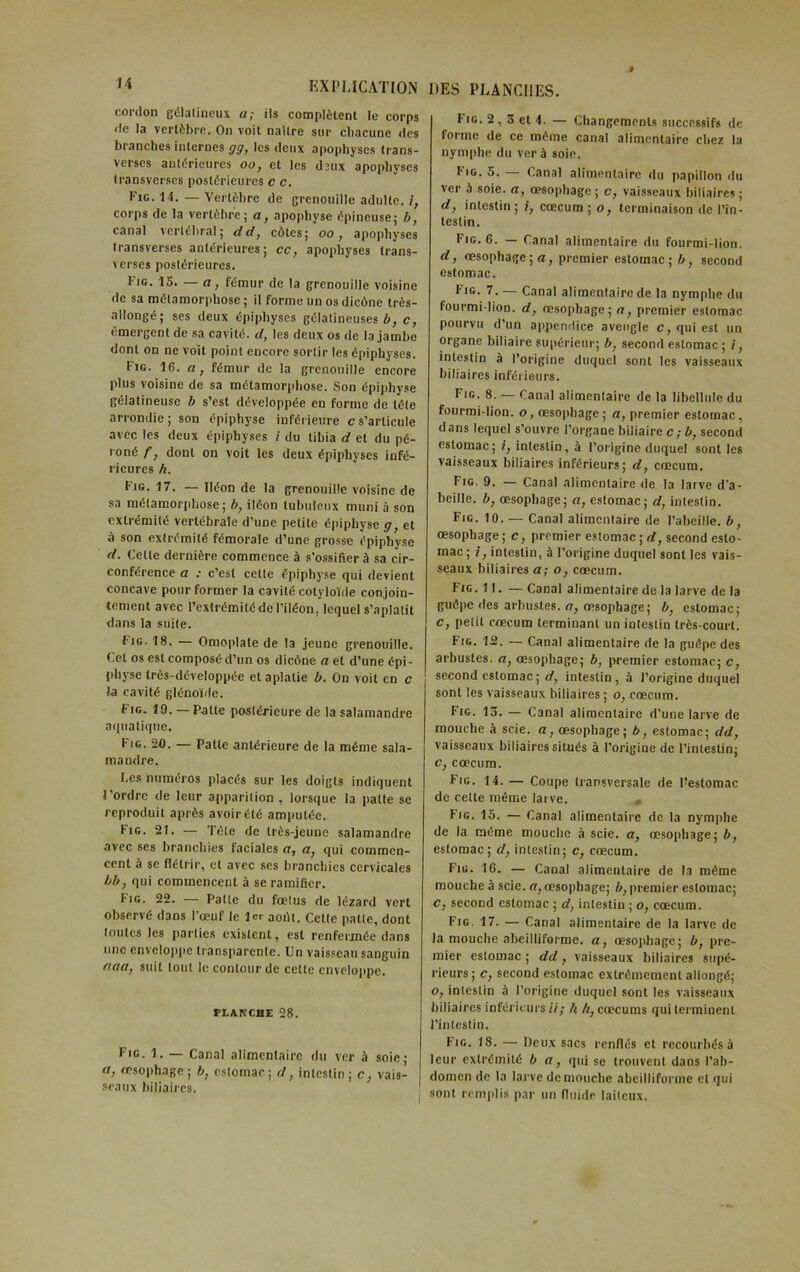 cordon gélatineux a; iis complètent le corps de la vertèbre. On voit naitre sur chacune des branches internes gg, les deux apophyses trans- vcrscs antérieures oo, et les d3tix apophyses transverses postérieures c c. Fie. 14.—Vertèbre de grenouille adulte. i, corps de la vertèbre; a, apophyse épineuse; b, canal vertébral; dd, côtes; oo, apophyses transverses antérieures; cc, apophyses trans- verses postérieures. Fig. 15. — a, fémur de la grenouille voisine de sa métamorphose ; il forme un os dicône très- allongé; ses deux épiphyses gélatineuses b, c, émergent de sa cavité, d, les deux os de la jambe dont on ne voit point encore sortir les épiphyses. Fig. 16. n, fémur de la grenouille encore plus voisine de sa métamorphose. Son épiphyse gélatineuse b s’est développée en forme de tête arrondie; son épiphyse inférieure c s’articule avec les deux épiphyses i du tibia d et du pé- roné f, dont on voit les deux épiphyses infé- rieures h. Fig. 17. — Iléon de la grenouille voisine de sa métamorphose; b, iléon tubuleux muni à son extrémité vertébrale d’une petite épiphyse g, et à son extrémité fémorale d’une grosse épiphyse d. Celte dernière commence à s’ossifier à sa cir- conférence a : c’est celle épiphyse qui devient concave pour former la cavité cotyloïde conjoin- tement avec l’extrémité de l’iléon, lequel s’aplatit dans la suite. Fig. 18. — Omoplate de la jeune grenouille. Cet os est composé d’un os dicône a et d’une épi- physe très-développée et aplatie b. On voit en c la cavité glénoïdc. Fig. 19. —Patte postérieure de la salamandre aquatique. Fig. 20. — Patte antérieure de la même sala- mandre. Les numéros placés sur les doigts indiquent l’ordre de leur apparition , lorsque la patte se reproduit après avoir été amputée. Fig. 21. — Tête de très-jeune salamandre avec ses branchies faciales a, a, qui commen- cent à se flétrir, et avec ses branchies cervicales bb, qui commencent à se ramifier. Fig. 22. — Patte du fœlus de lézard vert observé dans l’œuf le 1er août. Celte patte, dont toutes les parties existent, est renfermée dans une enveloppe transparente. Un vaisseau sanguin (tact, suit tout le contour de cette enveloppe. PLANCHE 28. Fig. 1. — Canal alimentaire du ver à soie; a, œsophage; b, estomac; d, intestin; c, vais- seaux biliaires. Fig. 2, 3 et 4. — Changements successifs de forme de ce môme canal alimentaire chez la nymphe du ver à soie. Fig. 5. — Canal alimentaire du papillon du ver à soie, a, œsophage; c, vaisseaux biliaires; d, intestin; i, cæcum ; o, terminaison de l’in- testin. Fig. 6. — Canal alimentaire du fourmi-lion. d, œsophage ; a, premier estomac; b, second estomac. Fig. 7. — Canal alimentaire de la nymphe du fourmi-lion, d, œsophage; a, premier estomac pourvu d’un appendice aveugle c, qui est un organe biliaire supérieur; b, second estomac ; i, intestin à l’origine duquel sont les vaisseaux biliaires inférieurs. Fig. 8. — Canal alimentaire de la libellule du fourmi-lion, o, œsophage; a, premier estomac, dans lequel s’ouvre l’organe biliaire c ; b, second estomac; i, intestin, à l’origine duquel sont les vaisseaux biliaires inférieurs; d, cæcum. Fig. 9. — Canal alimentaire de la larve d’a- beille. b, œsophage; a, estomac; d, intestin. Fig. 10. — Canal alimentaire de l’abeille, b, œsophage; c, premier estomac ; d, second esto- mac; i, intestin, à l’origine duquel sont les vais- seaux biliaires a; o, cæcum. Fig. 11. — Canal alimentaire de la larve de la guêpe des arbustes, a, œsophage; b, estomac; c, petit cæcum terminant un intestin très-court. Fig. 12. — Canal alimentaire de la guêpe des arbustes, a, œsophage; b, premier estomac; c, second estomac ; d, intestin , à l’origine duquel sont les vaisseaux biliaires ; o, cæcum. Fig. 13. — Canal alimentaire d’une larve de mouche à scie, a, œsophage; b, estomac; dd, vaisseaux biliaires situés à l’origine de l’intestin; c, cæcum. Fig. 14. — Coupe transversale de l’estomac de cette même larve. # Fig. 15. — Canal alimentaire de la nymphe de la même mouche à scie, a, œsophage; b, estomac ; d, intestin; c, cæcum. Fig. 16. — Canal alimentaire de la même mouche à scie, a, œsophage; b, premier estomac; c, second estomac ; d, intestin ; o, cæcum. Fig. 17. — Canal alimentaire de la larve de la mouche abeilliforme. a, œsophage; b, pre- mier estomac; dd, vaisseaux biliaires supé- rieurs; c, second estomac extrêmement allongé; o, intestin à l'origine duquel sont les vaisseaux biliaires inférieurs ii; h h, cæcums qui terminent l'intestin. Fig. 18. — Deux sacs renflés et recourbés à leur extrémité b a, qui se trouvent dans l’ab- domen de la larve de mouche abeilliforme et qui sont remplis par un fluide laiteux.