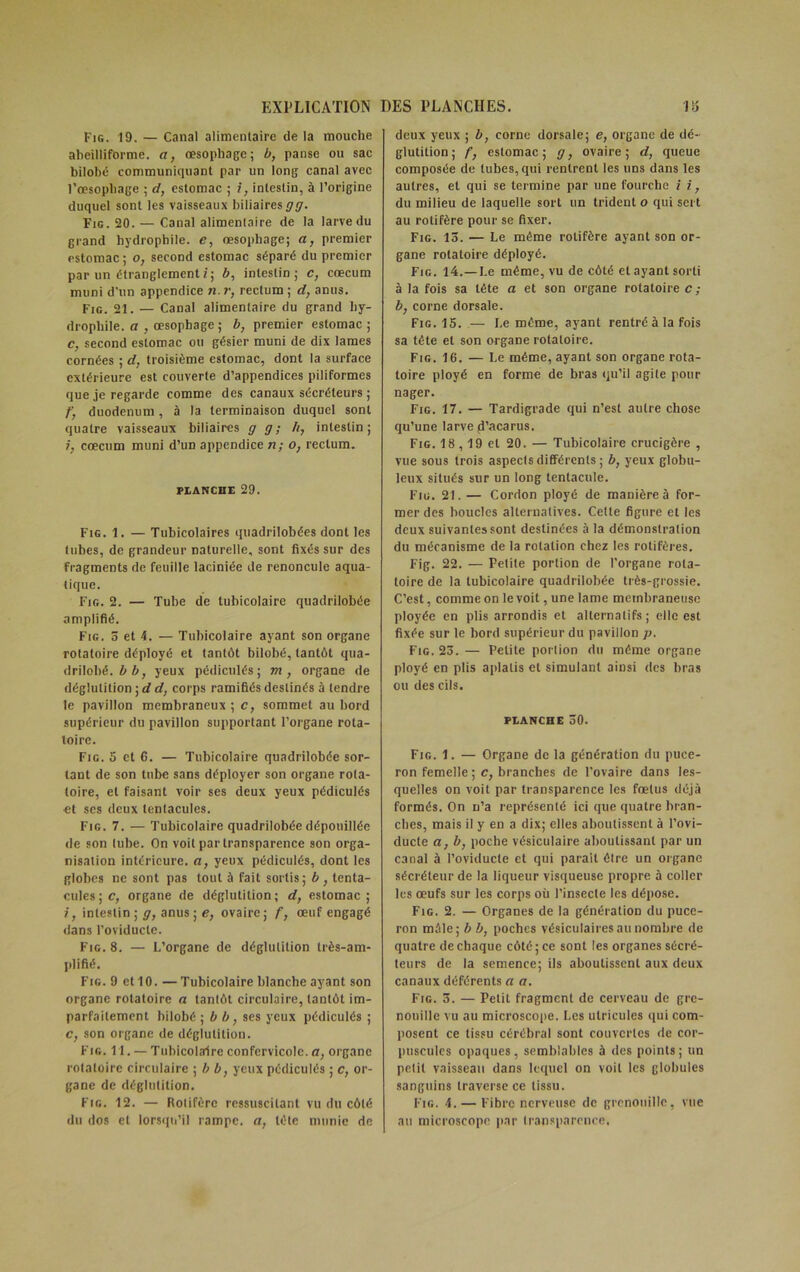 Fig. 19. — Canal alimentaire de la mouche abeilliforme. a, œsophage; b, panse ou sac bilobé communiquant par un long canal avec l’œsophage ; d, estomac ; i, intestin, à l’origine duquel sont les vaisseaux biliaires g g. Fig. 20. — Canal alimentaire de la larve du grand hydrophile, e, œsophage; a, premier estomac; o, second estomac séparé du premier par un étranglement/; 6, intestin; c, cæcum muni d'un appendice n.r, rectum ; d, anus. Fig. 21. — Canal alimentaire du grand hy- drophile. a , œsophage ; b, premier estomac ; c, second estomac ou gésier muni de dix lames cornées ; d. troisième estomac, dont la surface extérieure est couverte d’appendices piliformes que je regarde comme des canaux sécréteurs ; t) duodénum , à la terminaison duquel sont quatre vaisseaux biliaires g g; h, intestin; i, cæcum muni d’un appendice n; o, rectum. PLANCHE 29. Fig. 1. — Tubicolaires quadrilobées dont les tubes, de grandeur naturelle, sont fixés sur des fragments de feuille laciniée de renoncule aqua- tique. Fig. 2. — Tube de tubicolaire quadrilobée amplifié. Fig. 5 et 4. — Tubicolaire ayant son organe rotatoire déployé et tantôt bilobé, tantôt qua- drilobé. b b, yeux pédiculés; m , organe de déglutition ; d d, corps ramifiés destinés à tendre le pavillon membraneux ; c, sommet au bord supérieur du pavillon supportant l’organe rota- toire. Fig. 5 et 6. — Tubicolaire quadrilobée sor- tant de son tube sans déployer son organe rota- toire, et faisant voir ses deux yeux pédiculés et scs deux tentacules. Fig. 7. — Tubicolaire quadrilobée dépouillée de son tube. On voit par transparence son orga- nisation intérieure, a, yeux pédiculés, dont les globes ne sont pas tout à fait sortis; b , tenta- cules ; c, organe de déglutition; d, estomac; i, intestin ; g, anus ; e, ovaire; f, œuf engagé dans l’oviducte. Fig. 8. — L’organe de déglutition très-am- plifié. Fig. 9 et 10. —Tubicolaire blanche ayant son organe rotatoire a tantôt circulaire, tantôt im- parfaitement bilobé \ b b, ses yeux pédiculés ; c, son organe de déglutition. Fig. Tl. — Tubicolaire confervicolc. a, organe rotatoire circulaire ; b b, yeux pédiculés ; c, or- gane de déglutition. Fig. 12. — Rotifèrc ressuscitant vu du côté du dos et lorsqu’il rampe, a, tête munie de deux yeux ; b, corne dorsale; e, organe de dé- glutition; f, estomac; g, ovaire; d, queue composée de tubes, qui rentrent les uns dans les autres, et qui se termine par une fourche i i, du milieu de laquelle sort un trident o qui sert au rotifère pour se fixer. Fig. 15. — Le même rotifère ayant son or- gane rotatoire déployé. Fig. 14.—Le même, vu de côté et ayant sorti à la fois sa tête a et son organe rotatoire c ; b, corne dorsale. Fig. 15. — Le même, ayant rentré à la fois sa tête et son organe rotatoire. Fig. 16. — Le même, ayant son organe rota- toire ployé en forme de bras qu’il agile pour nager. Fig. 17. — Tardigrade qui n’est autre chose qu’une larve (d’acarus. Fig. 18,19 et 20. — Tubicolaire crucigère , vue sous trois aspects différents; b, yeux globu- leux situés sur un long tentacule. Fig. 21. — Cordon ployé de manière à for- mer des boucles alternatives. Cette figure et les deux suivantes sont destinées à la démonstration du mécanisme de la rotation chez les rotifères. Fig. 22. — Petite portion de l’organe rota- toire de la tubicolaire quadrilobée très-grossie. C’est, comme on le voit, une lame membraneuse ployée en plis arrondis et alternatifs; elle est fixée sur le bord supérieur du pavillon p. Fig. 23. — Petite portion du même organe ployé en plis aplatis et simulant ainsi des bras ou des cils. PLANCHE 30. Fig. 1. — Organe de la génération du puce- ron femelle ; c, branches de l’ovaire dans les- quelles on voit par transparence les fœtus déjà formés. On n’a représenté ici que quatre bran- ches, mais il y en a dix; elles aboutissent à l’ovi- ducte a, b, poche vésiculaire aboutissant par un C3nal à l’oviducte et qui parait être un organe sécréteur de la liqueur visqueuse propre à coller les œufs sur les corps où l’insecte les dépose. Fig. 2. — Organes de la génération du puce- ron mâle; b b, poches vésiculaires au nombre de quatre de chaque côté ; ce sont les organes sécré- teurs de la semence; ils aboutissent aux deux canaux déférents a a. Fig. 3. — Petit fragment de cerveau de gre- nouille vu au microscope. Les utricules qui com- posent ce tissu cérébral sont couvertes de cor- puscules opaques, semblables à des points; un petit vaisseau dans lequel on voit les globules sanguins traverse ce tissu. Fig. 4. — Fibre nerveuse de grenouille, vue au microscope par transparence.
