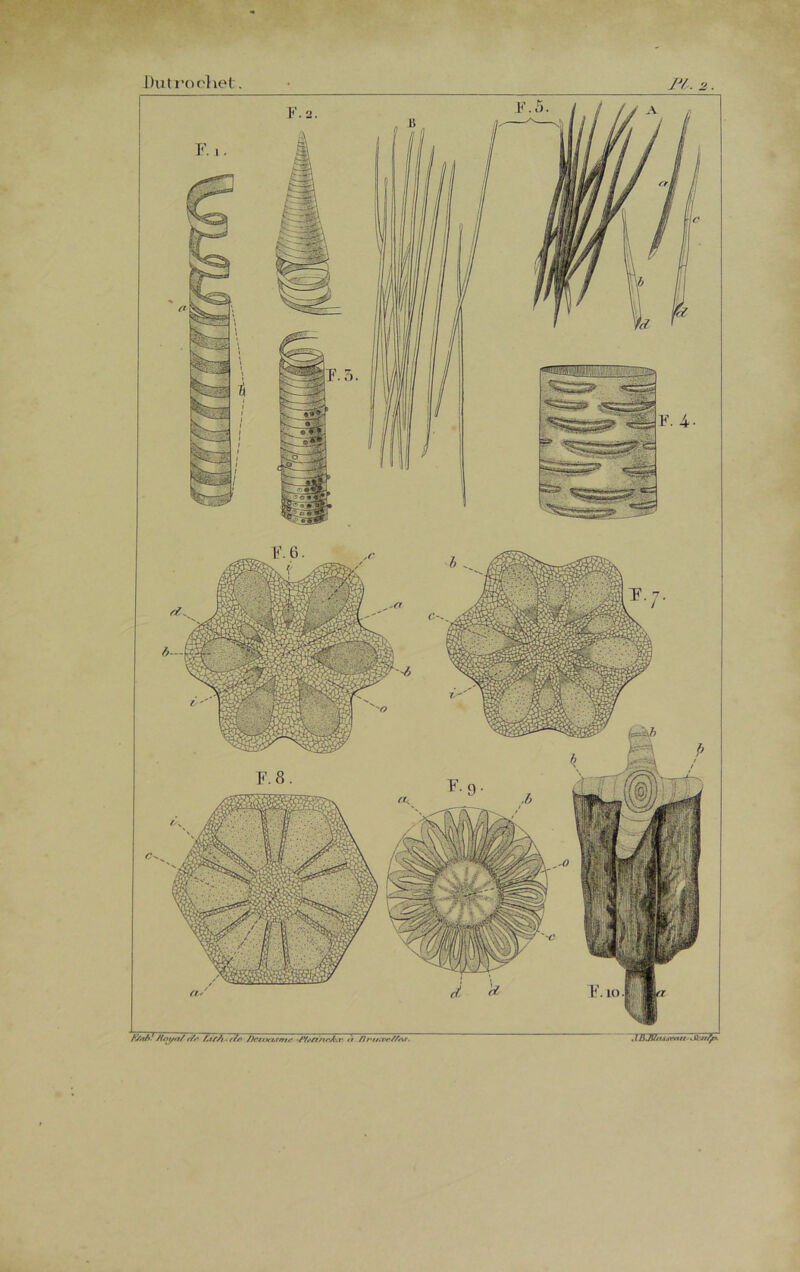 Dutrochet. • Pt.z. F/ah- /{nt/rt/ f/r hrf/i 777/’ /)rnKt.rntr -/Vs/t/irA-. r // ///'«.iv/Ar, . 11}JW*t.v.\mr/ .