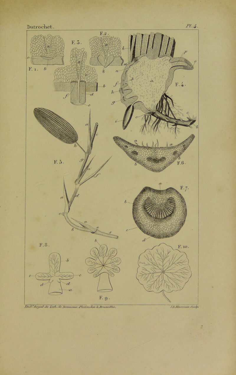 Dut rocket J-'S/iA. Jiftyrt/ e/r I,it/u fïr Prsmr.v/nr -PfeftnrJtaa /V-v5>v/.w//7%r. JJiJSta.nrttsrss