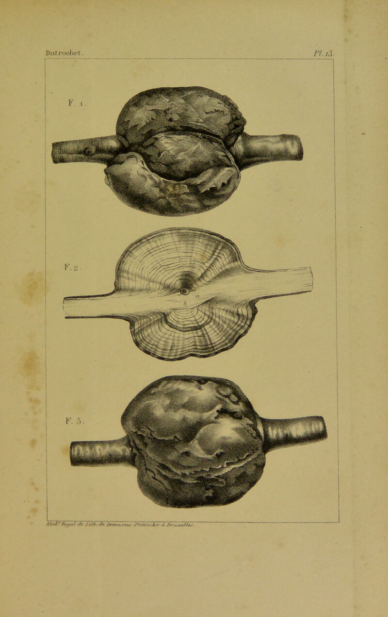 ■su Dutrocihet. Pl.l3. ft(/t6 ftot/a/ fit rfr Dctnu-ime •Pteft'ncfcr ù /in/.r*//r.r