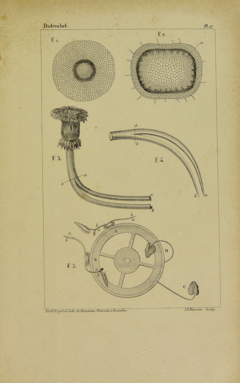 .CL, tHalt IUnialjdtLU)i, Ht Dcwasmo l'/r/inck.v à liruaxllt». , l.H.HUissutn Scalp.